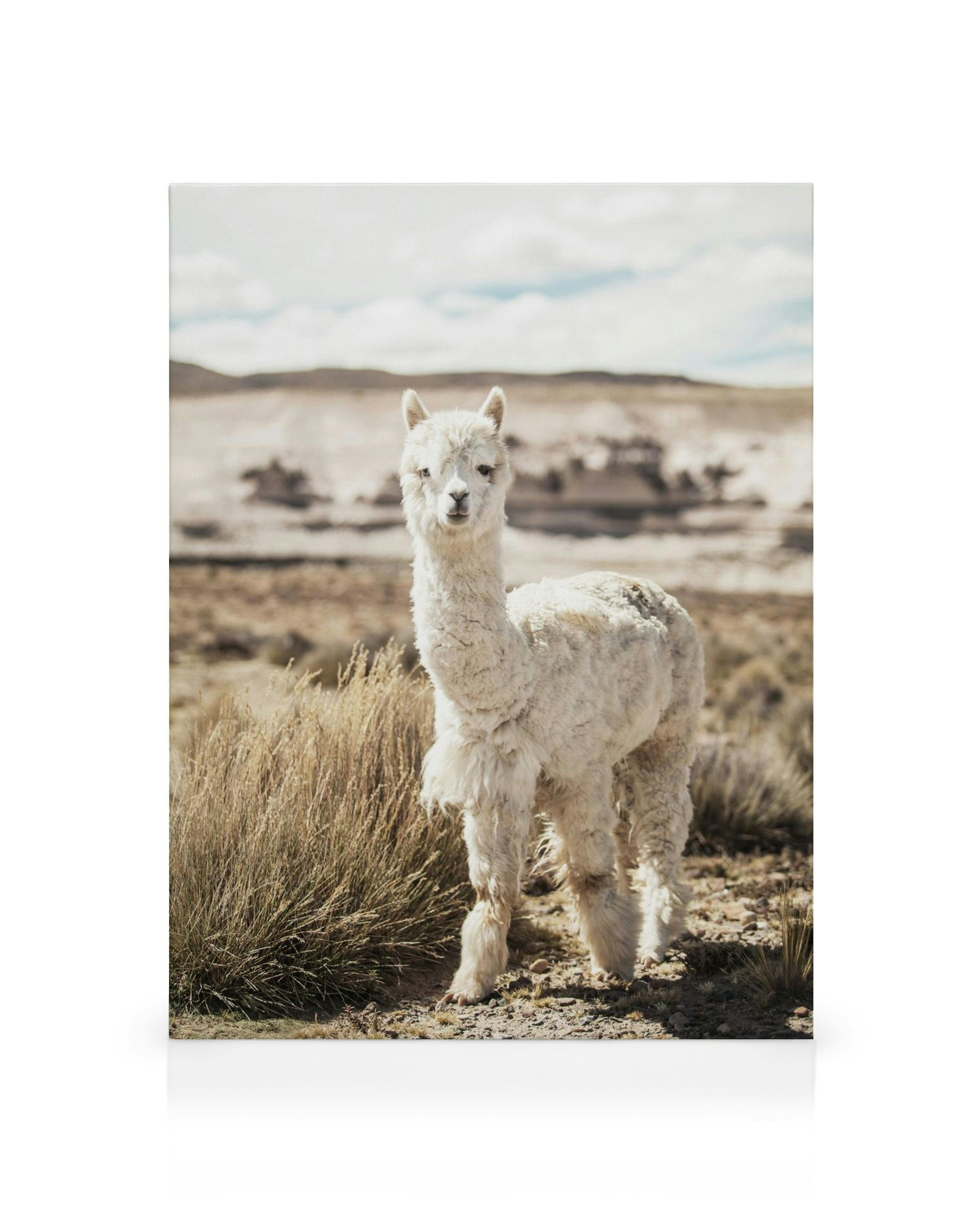Witte alpaca met pluizige vacht op zandpad kijkt nieuwsgierig naar de camera, bergachtig landschap op de achtergrond.