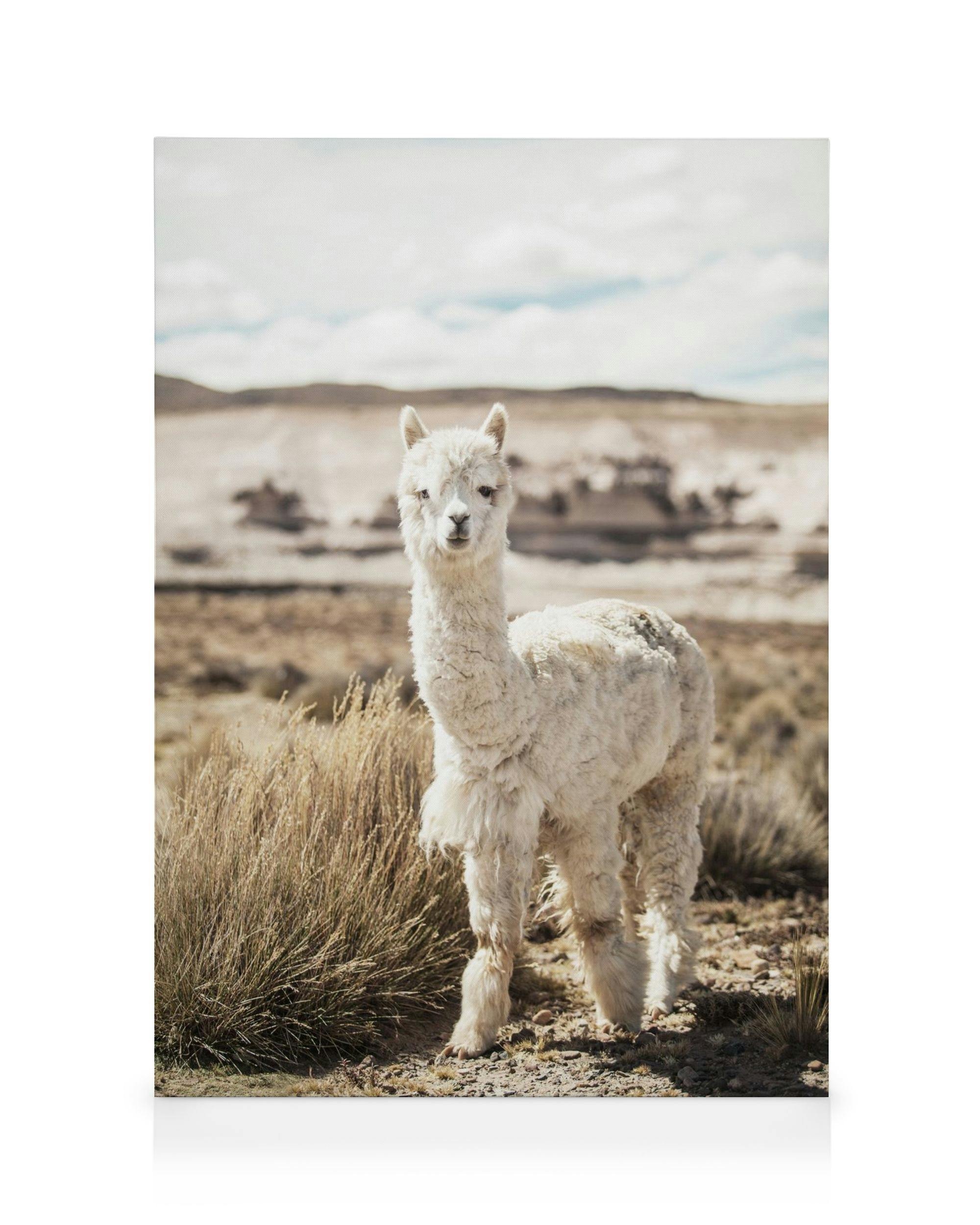 Curious Alpaca Lienzo (30x40 cm - Marco de negro)