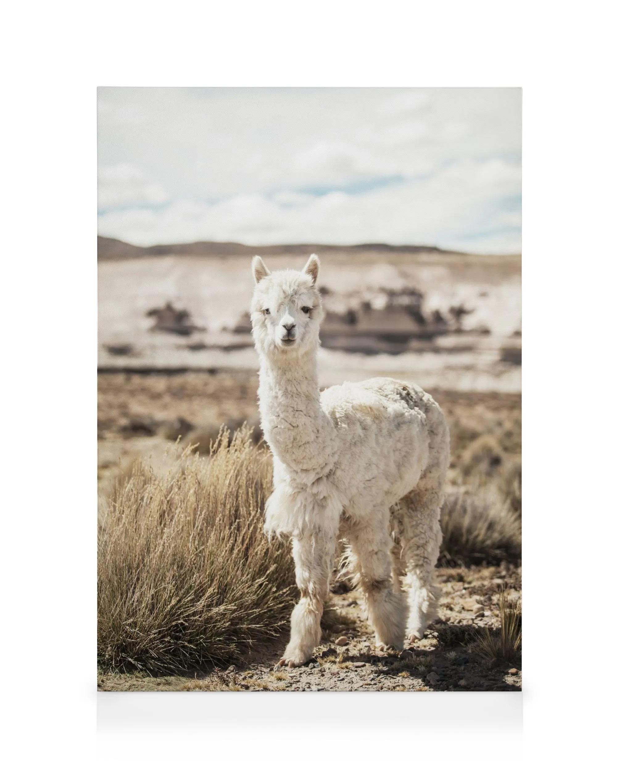 Toile dun alpaga blanc duveteux regardant la caméra sur un chemin de terre