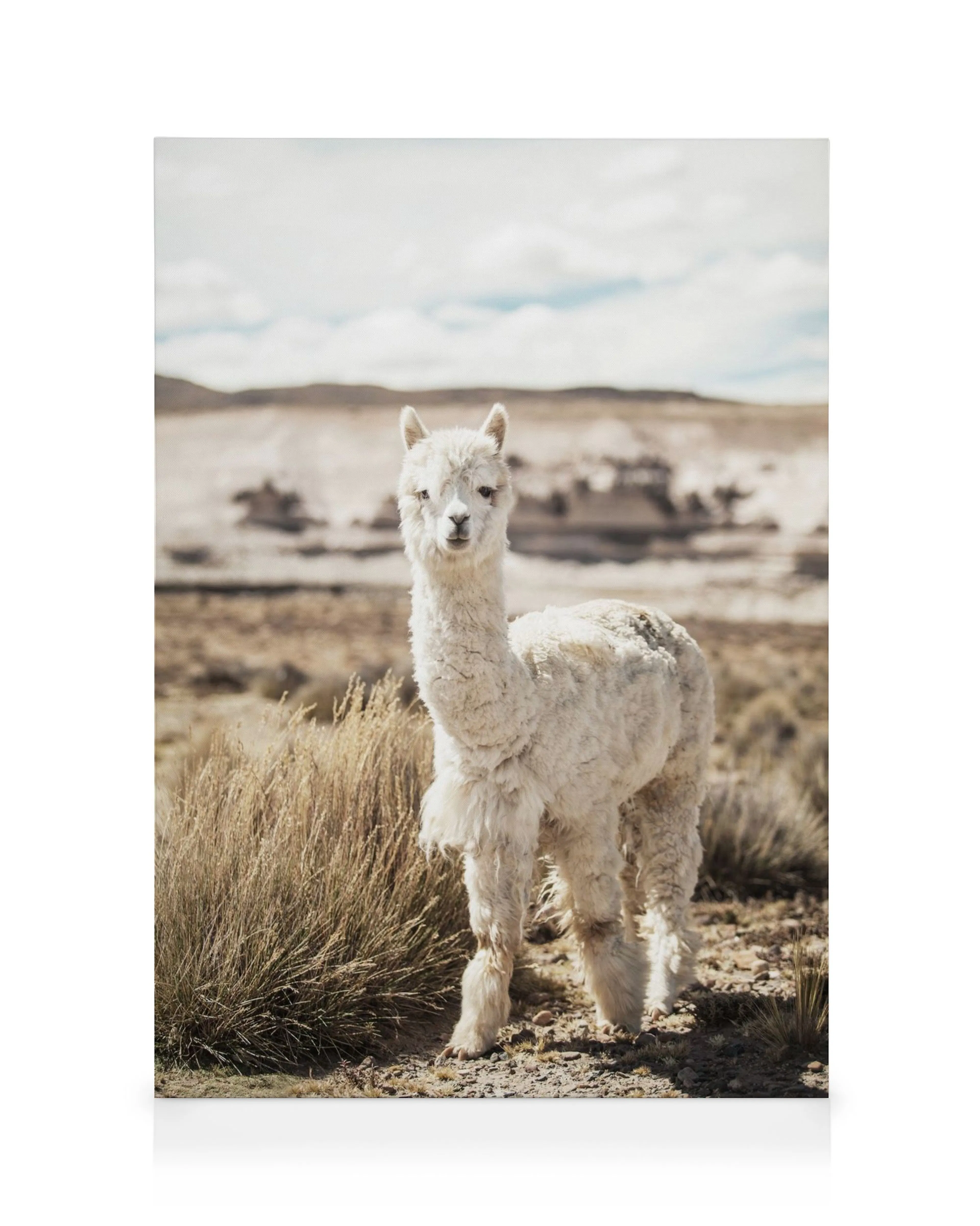 Toile dun alpaga blanc duveteux regardant la caméra sur un chemin de terre