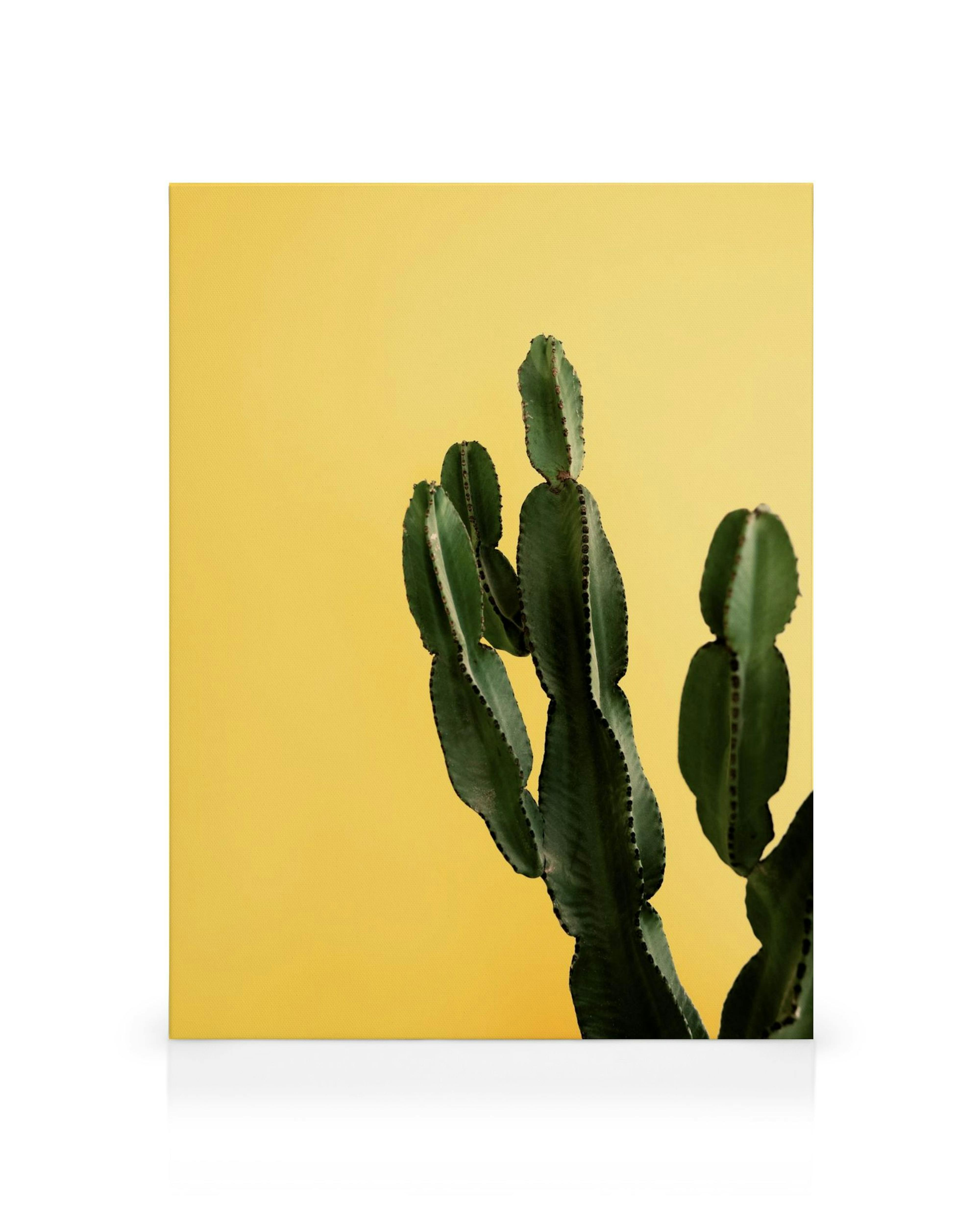 Žlutý obraz na plátně s tmavě zeleným kaktusem po pravé straně.