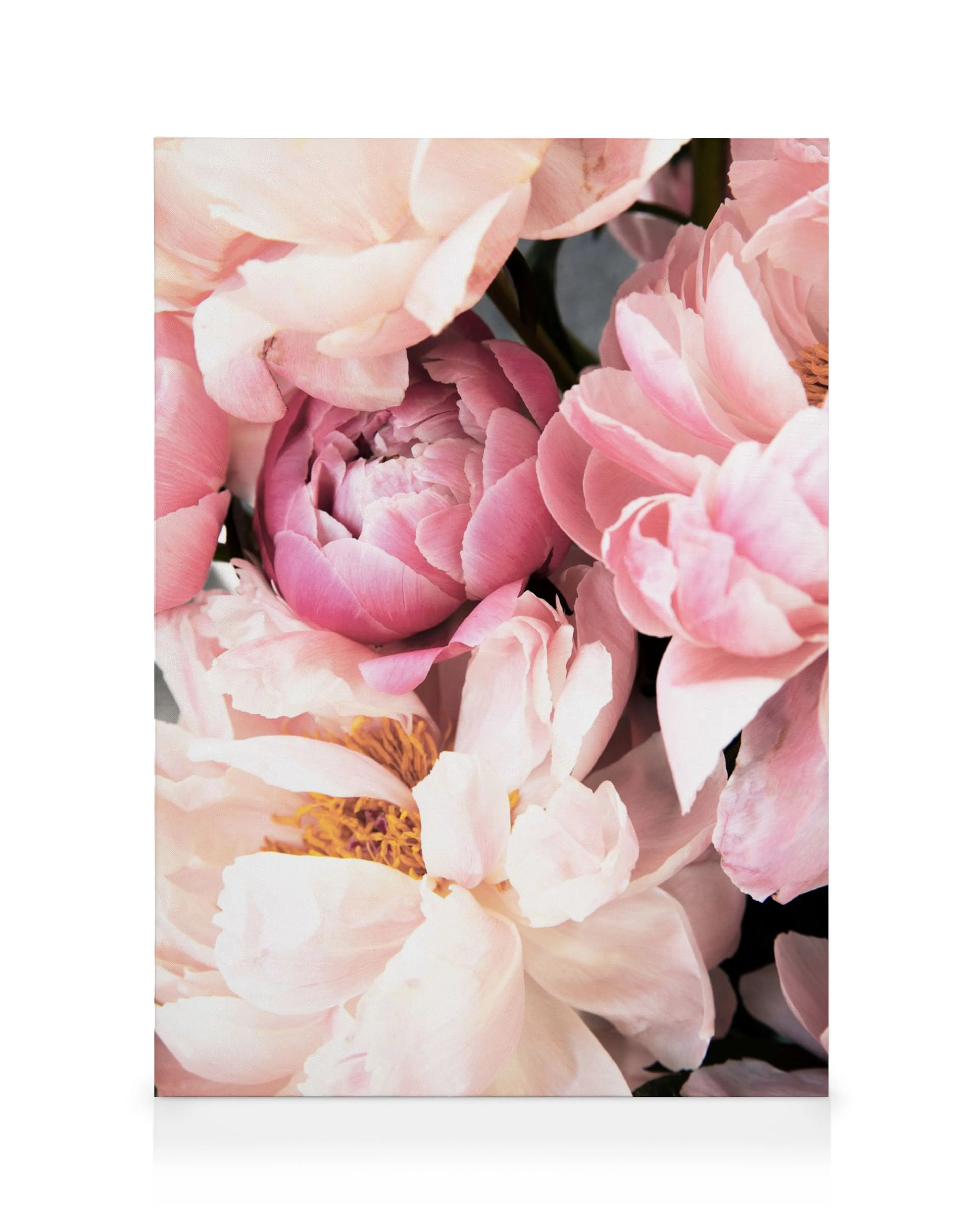 Soft pink peonies canvas, showcasing delicate petals and a vibrant, lifelike floral arrangement.