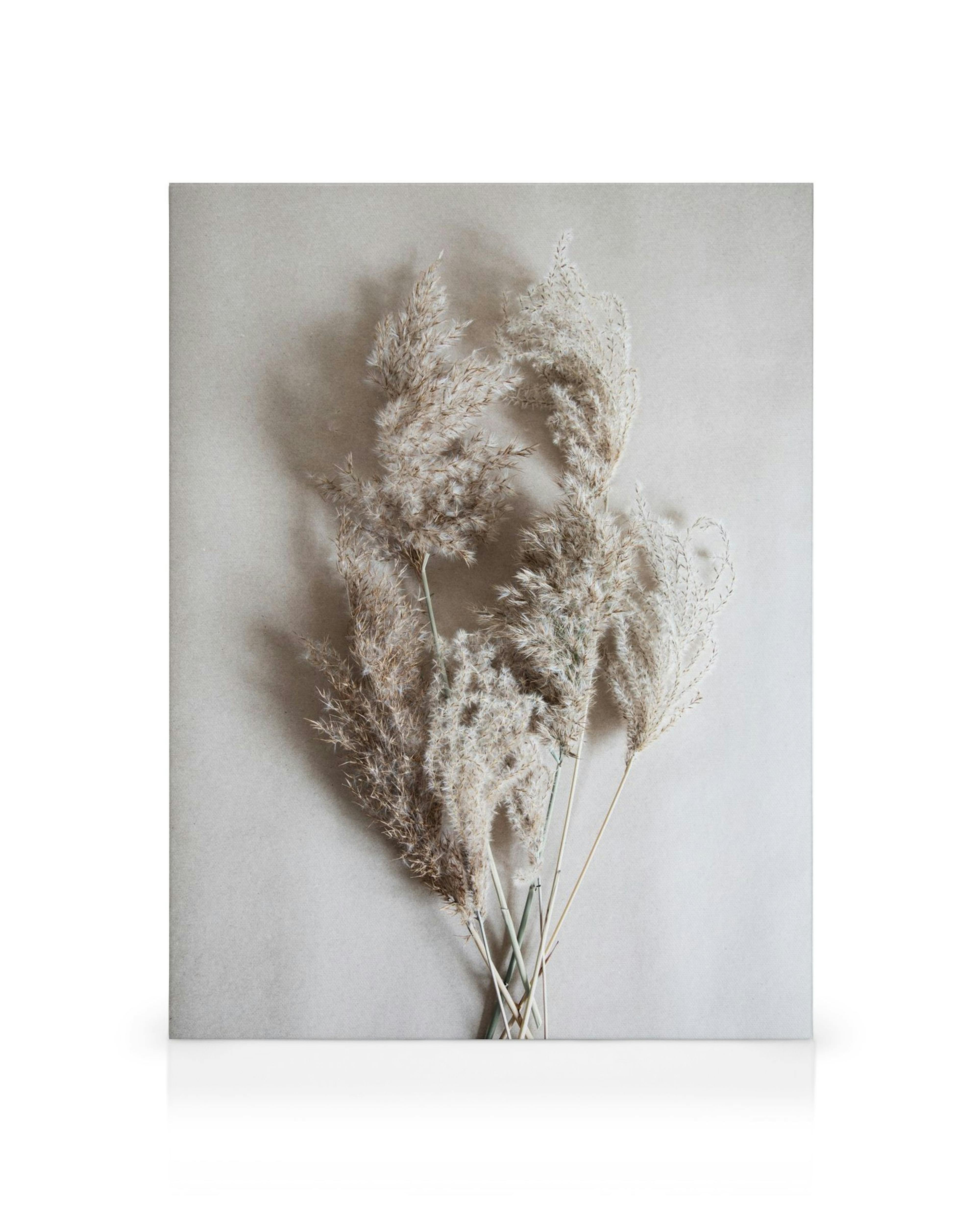 Quadro em tela com cinco hastes de capim-dos-pampas bege projetando sombras suaves em fundo branco. Arte botânica.