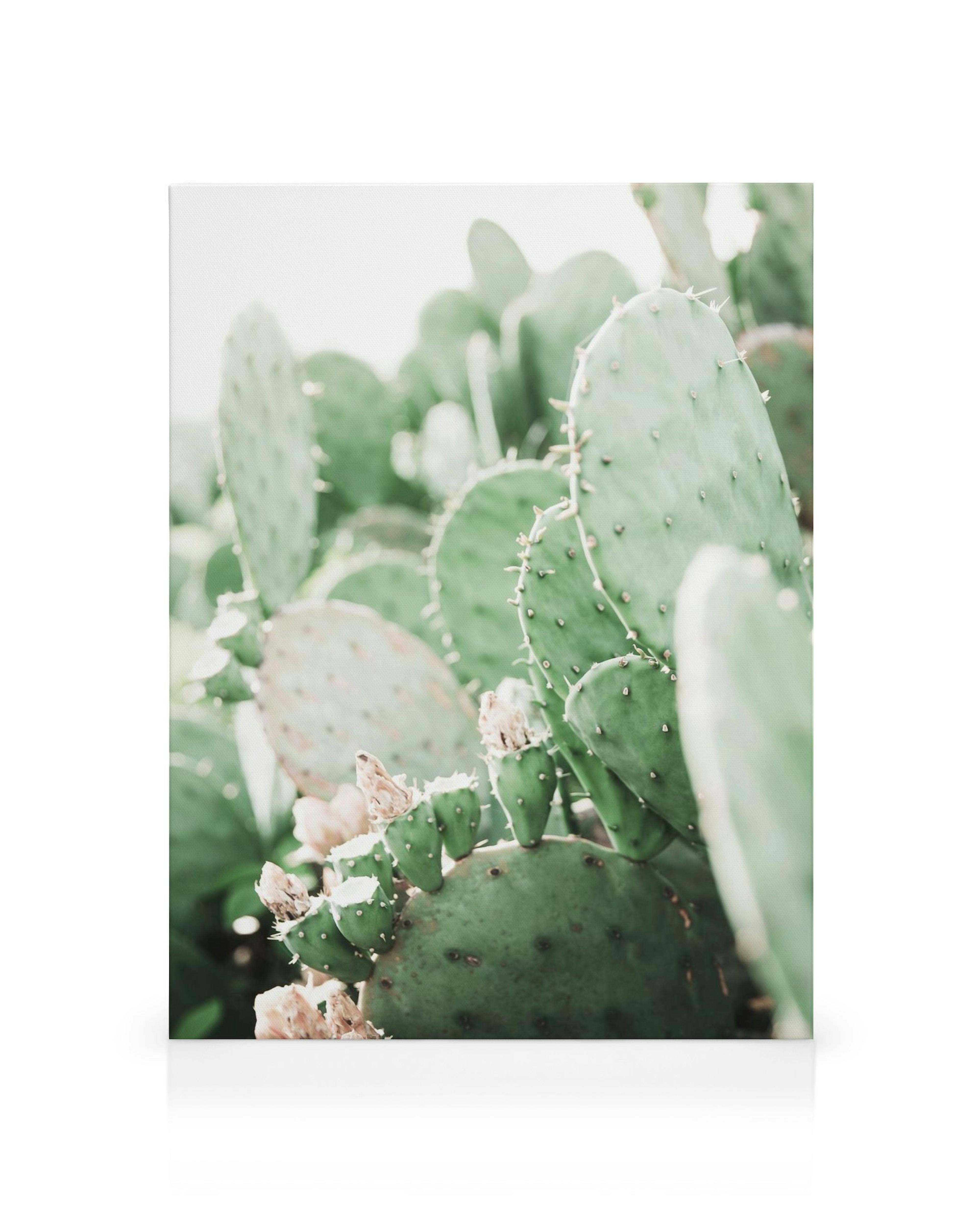 Opuntia Kaktus mit grünen, stacheligen Blättern und zarten Blüten in hellem, natürlichen Licht auf Leinwand.