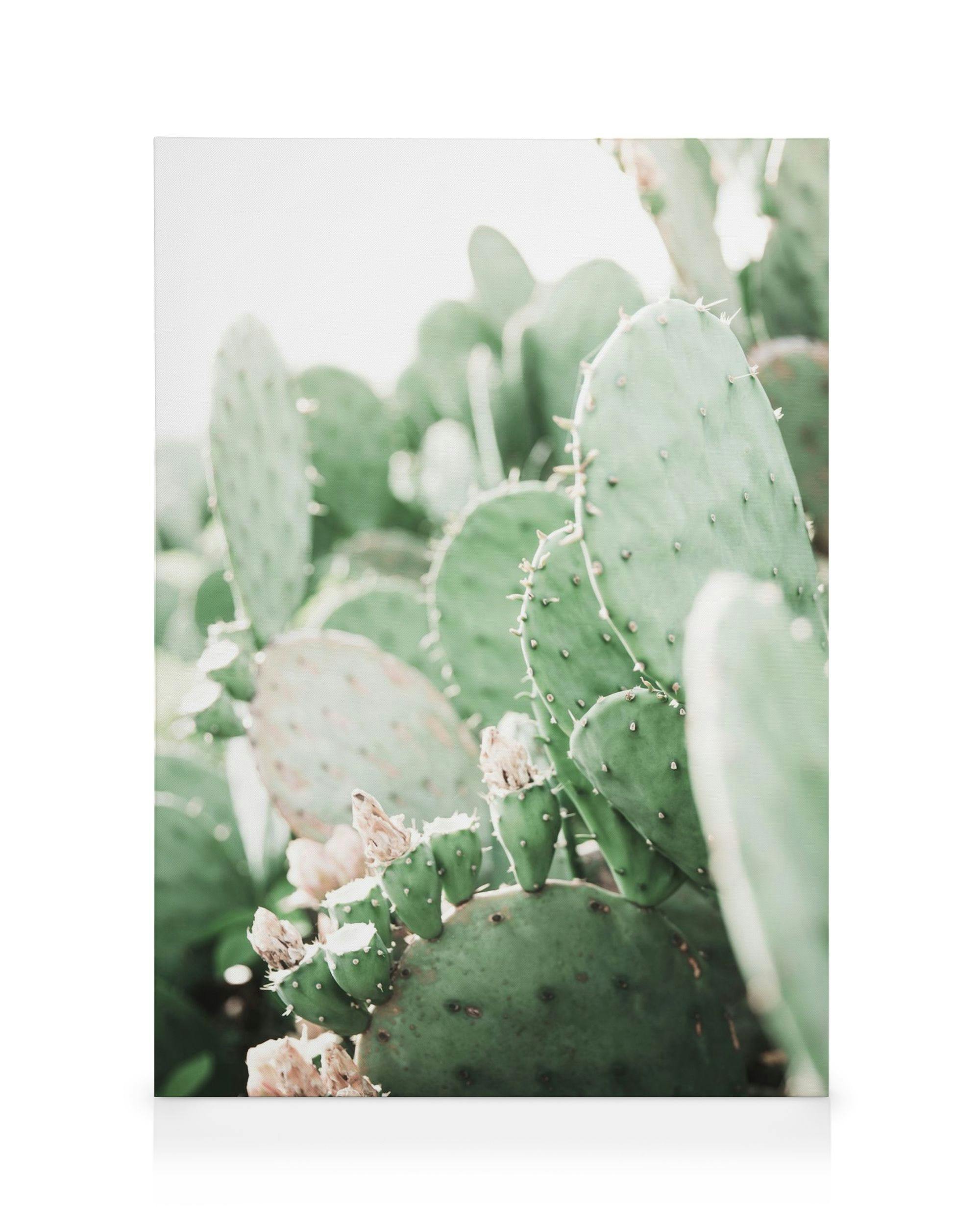 Canvas Prints Prickly Pear Cactus Canvas print (50x70 cm)