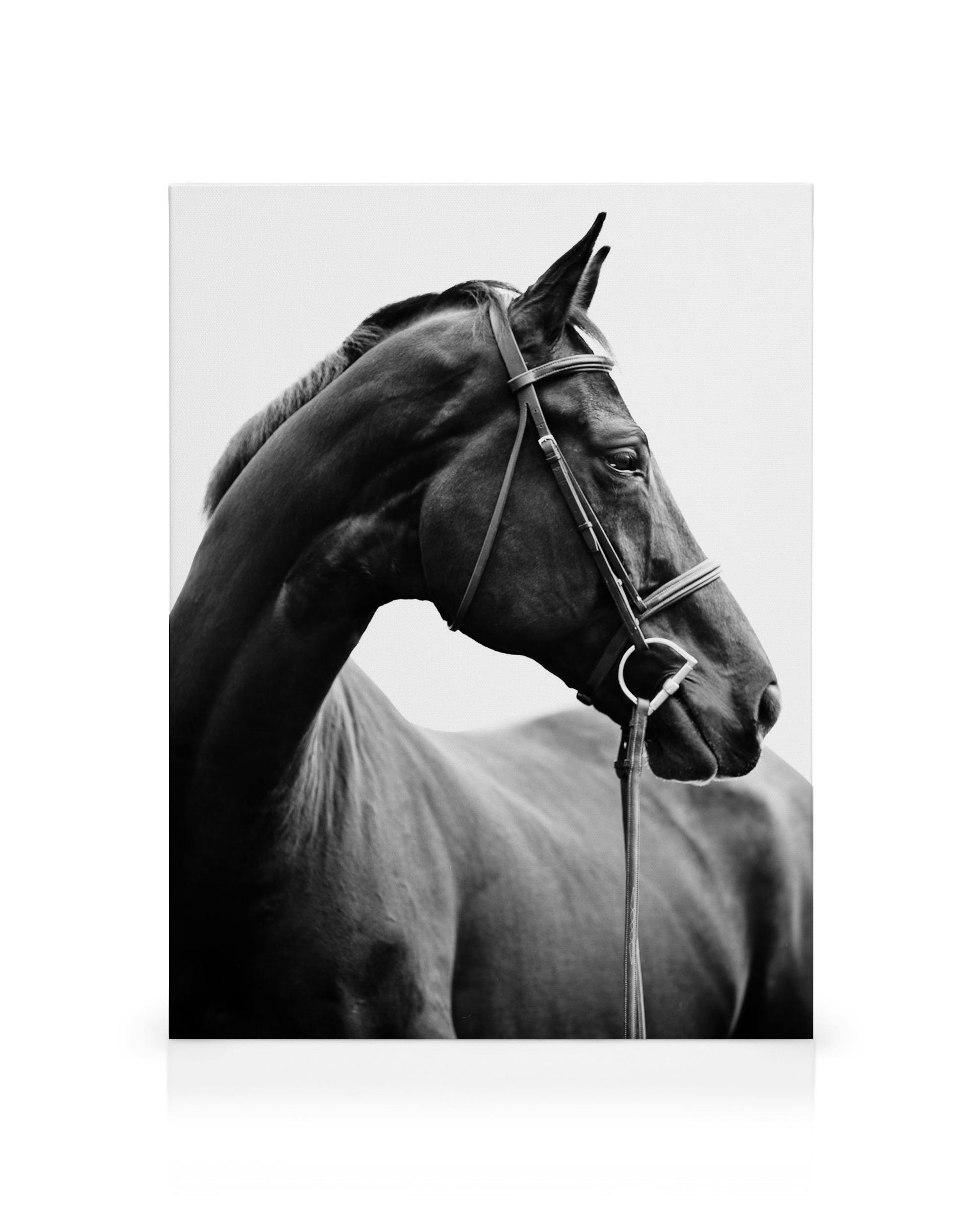 Czarno-biały portret konia w uzdzie, zbliżenie głowy i szyi, elegancka dekoracja ścienna dla miłośników zwierząt.