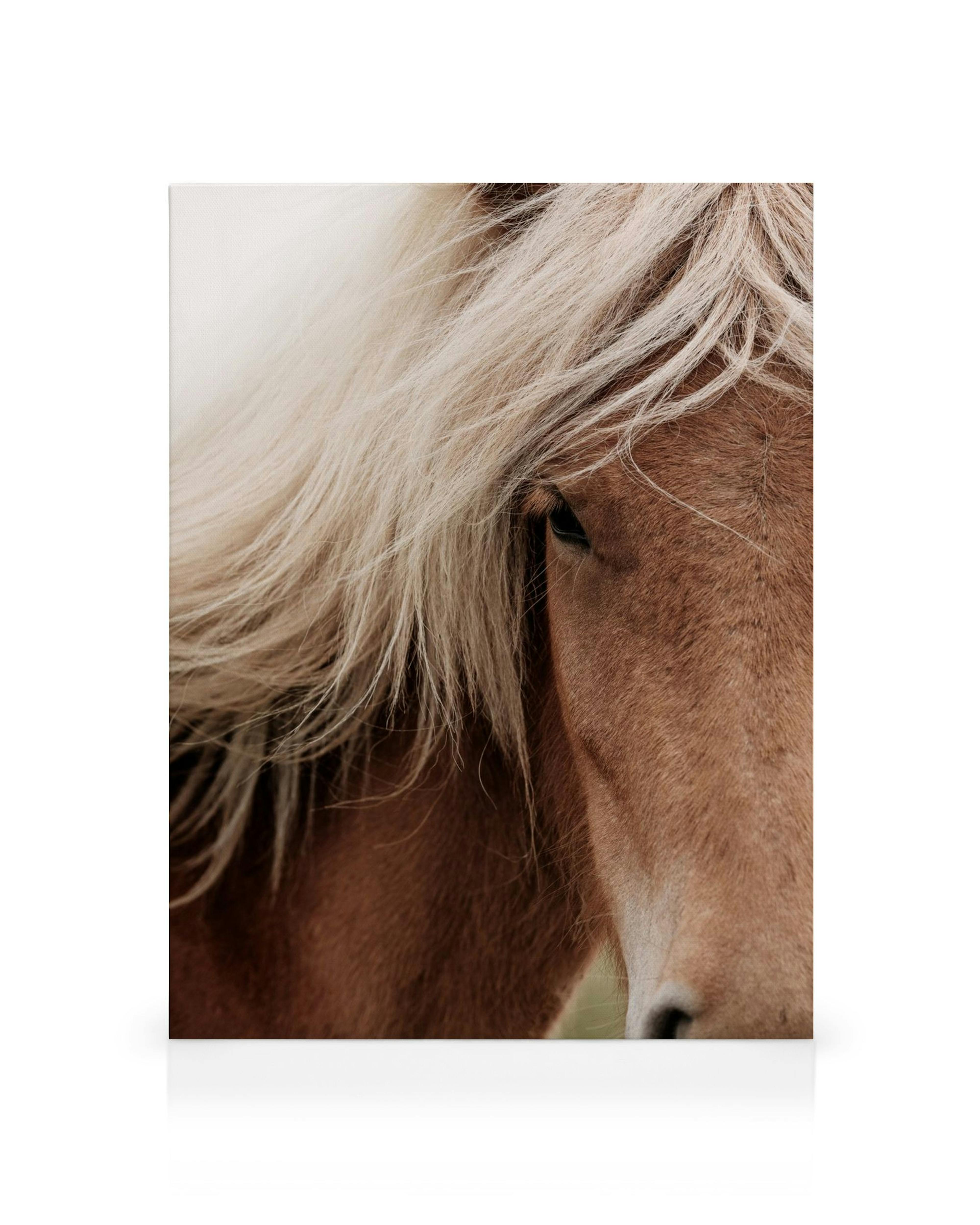 Närbild av en kastanjebrun häst med krämig man och ett mörkt öga, sett från sidan.