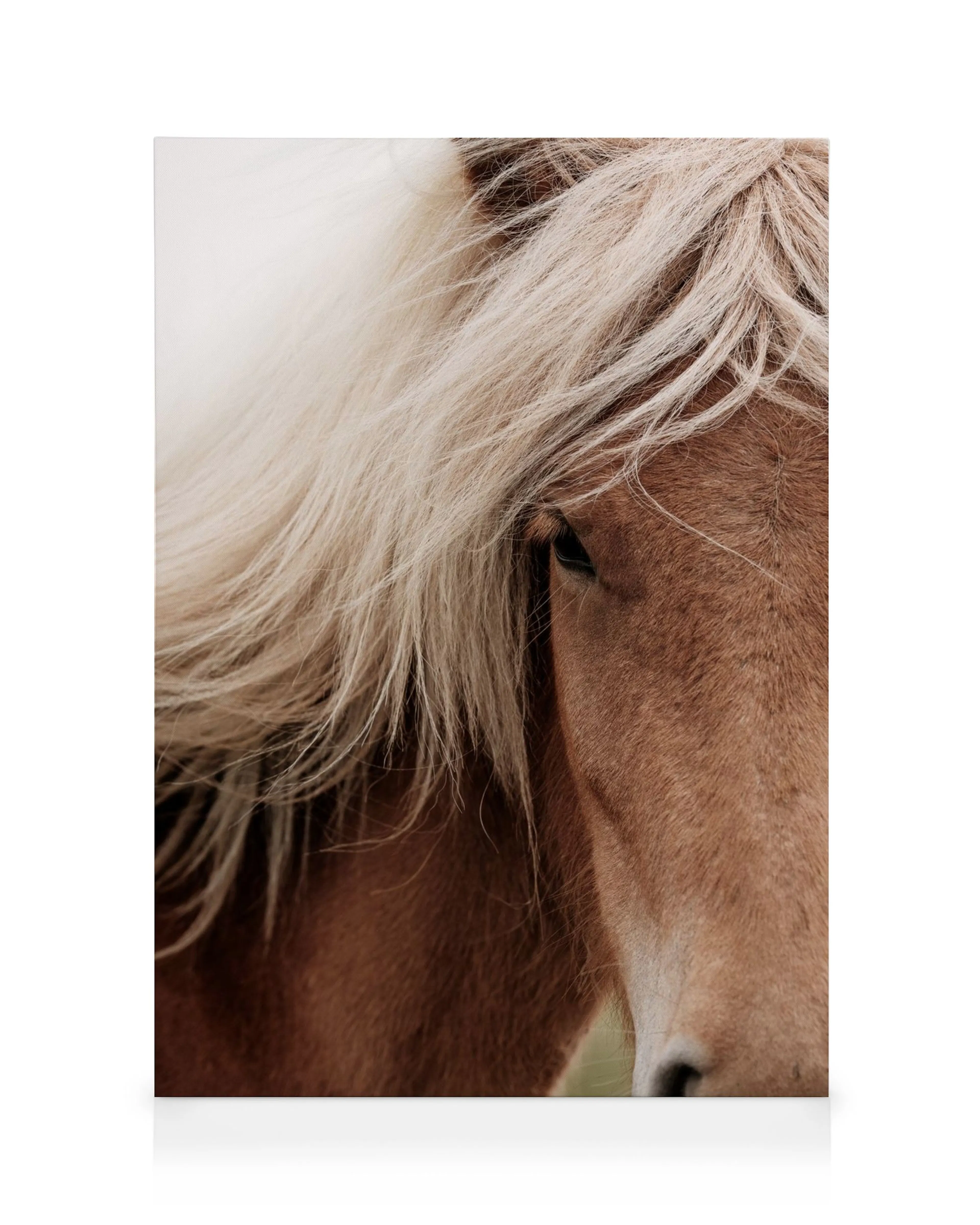 Close-up of a chestnut horse with a flowing blonde mane, focusing on its eye and part of its snout.
