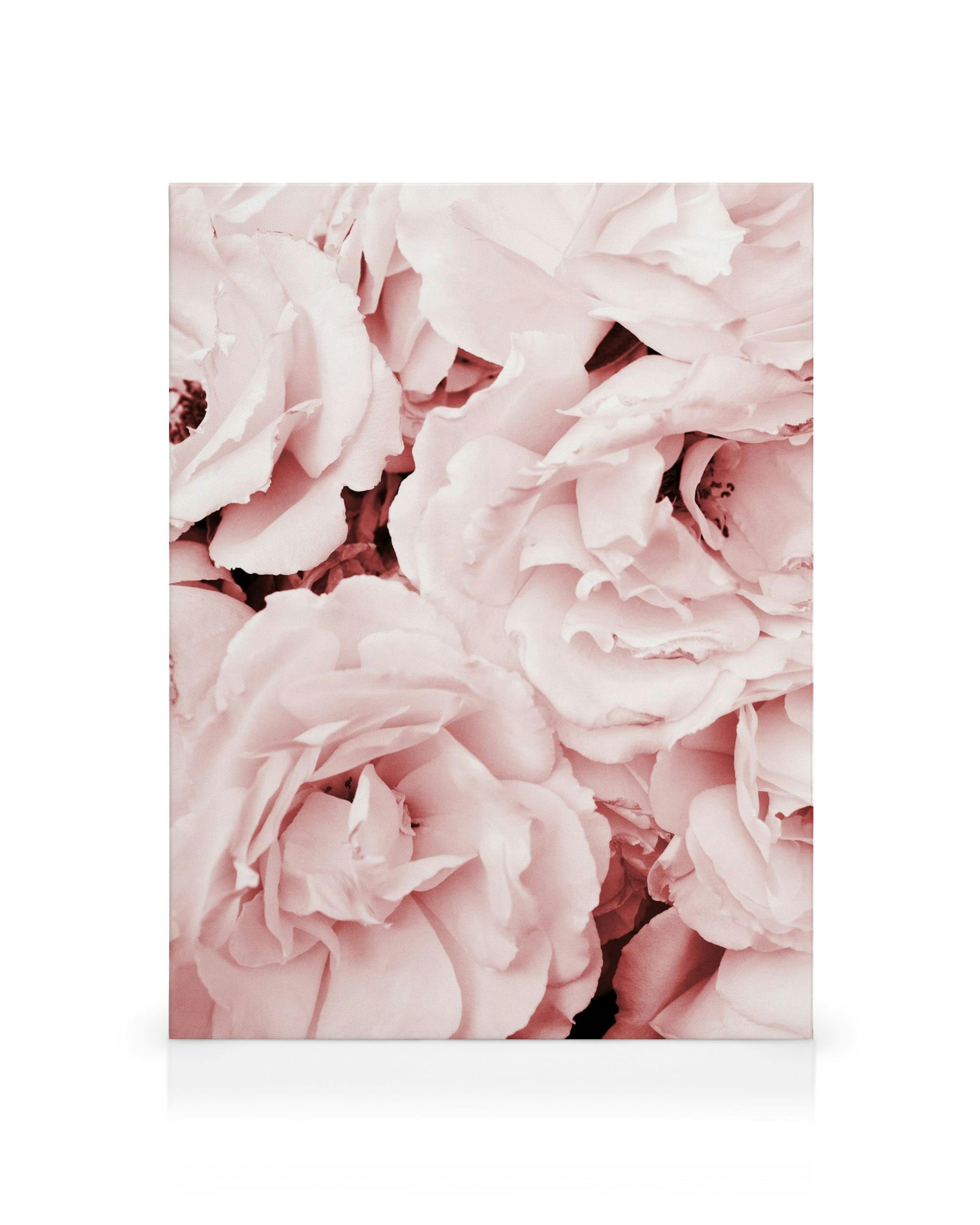 Nahaufnahme von Rosenblüten in sanftem Rosa, dicht aneinander gedrängt, mit zarten, sich überlappenden Blütenblättern