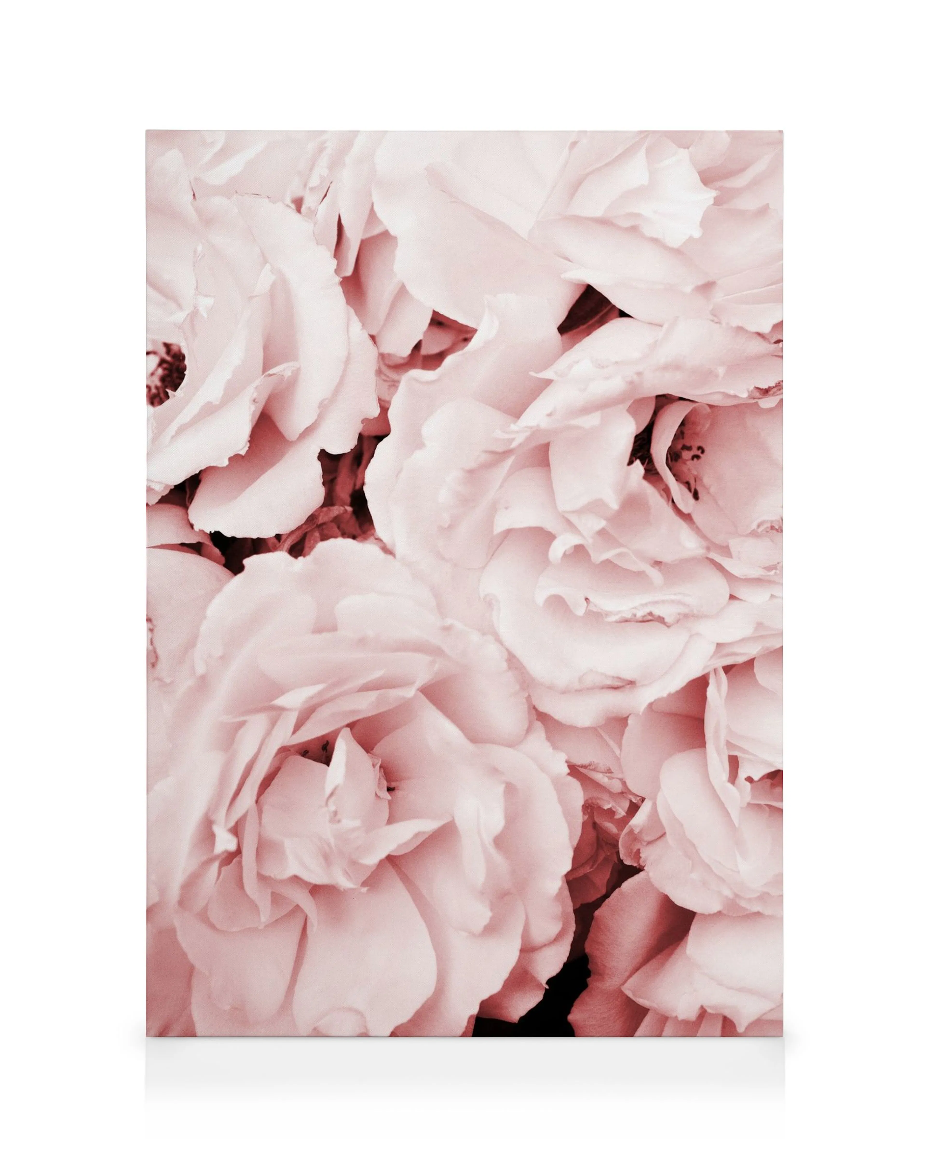 Nahaufnahme von rosa Rosenblüten, rosa Blütenblätter, romantisches Blumenmotiv auf Leinwand