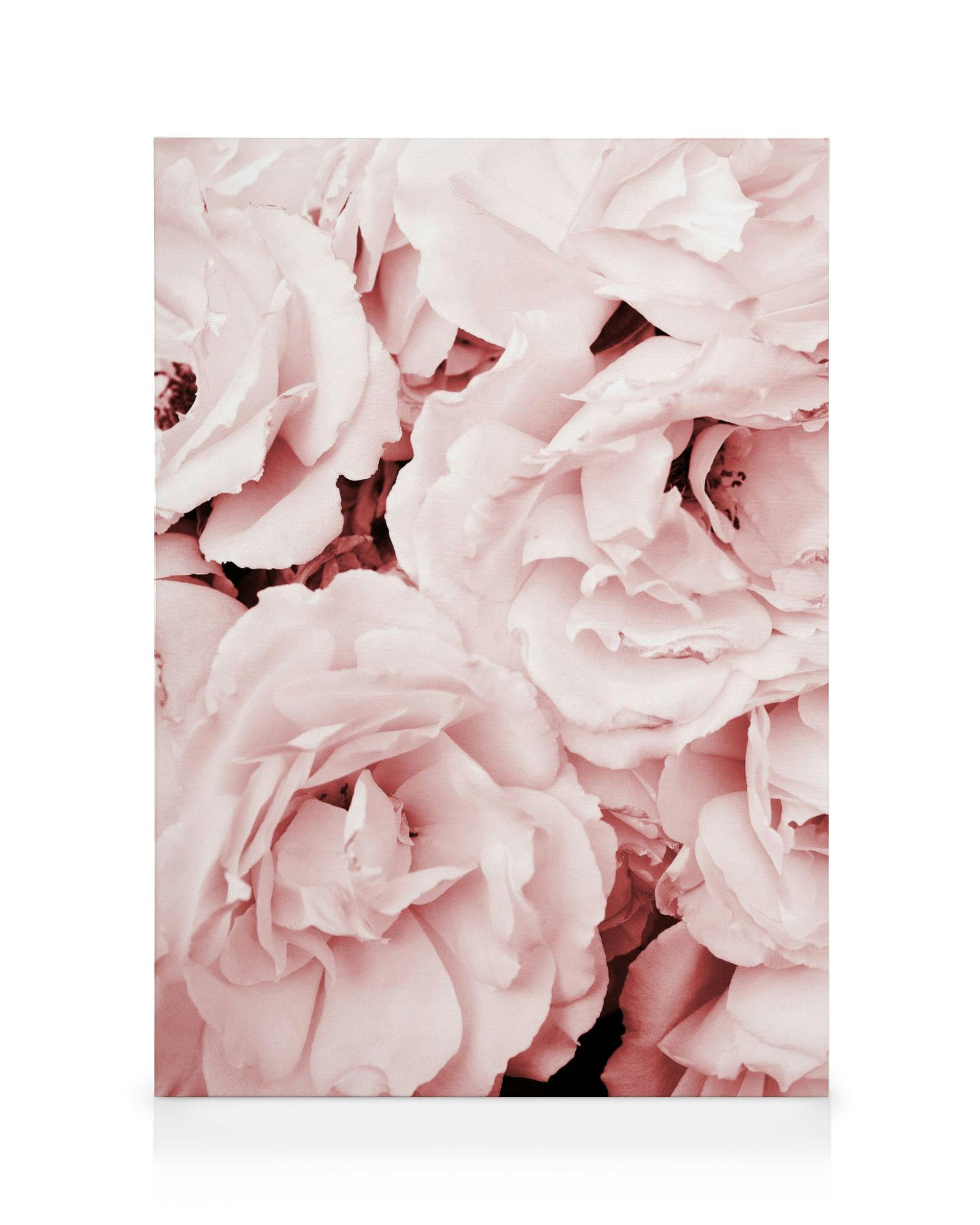 Canvas Prints Close Up Pink Roses Canvas print (30x40 cm)