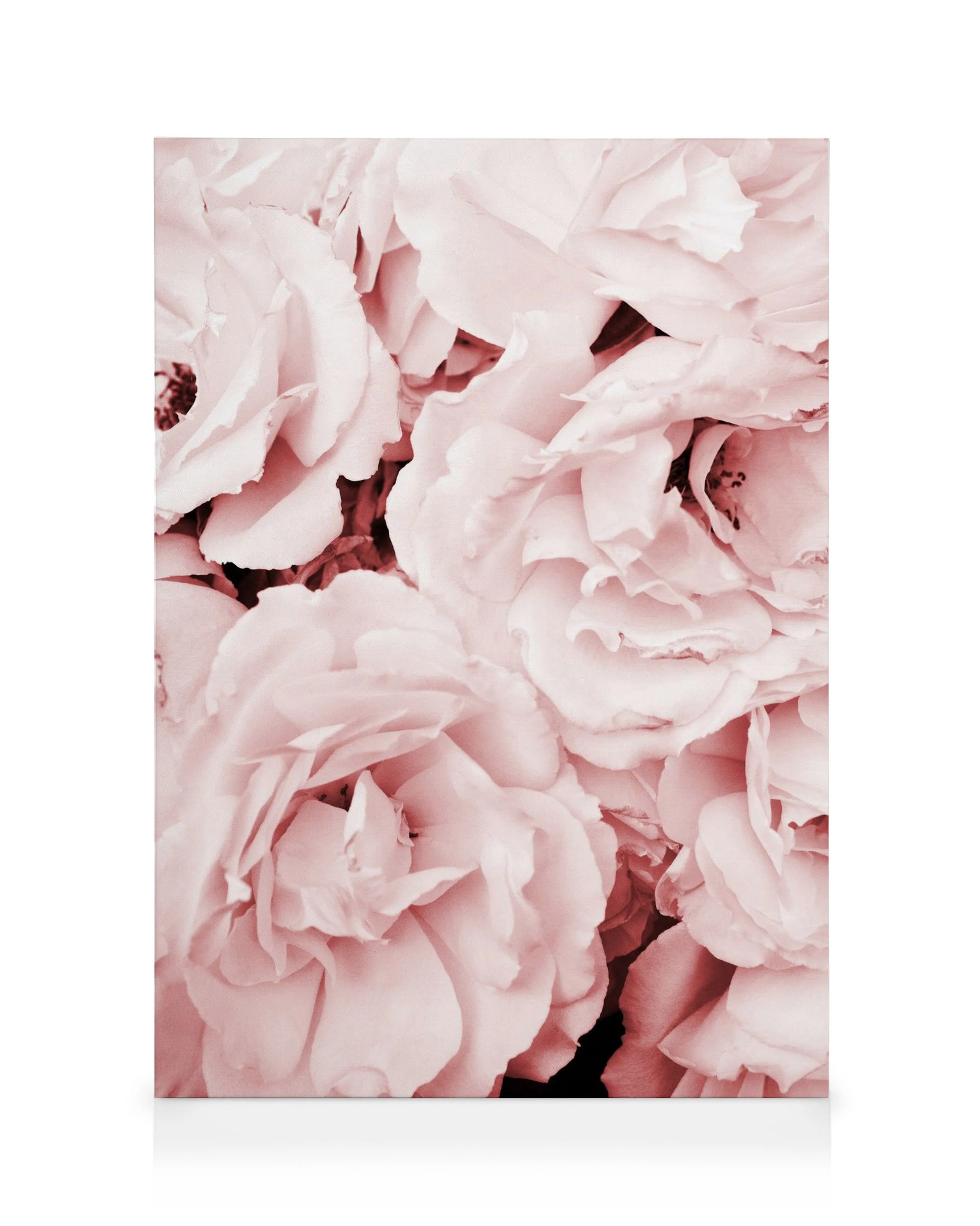 Nærbilde av myke, lyserosa roser, et romantisk blomstermotiv.