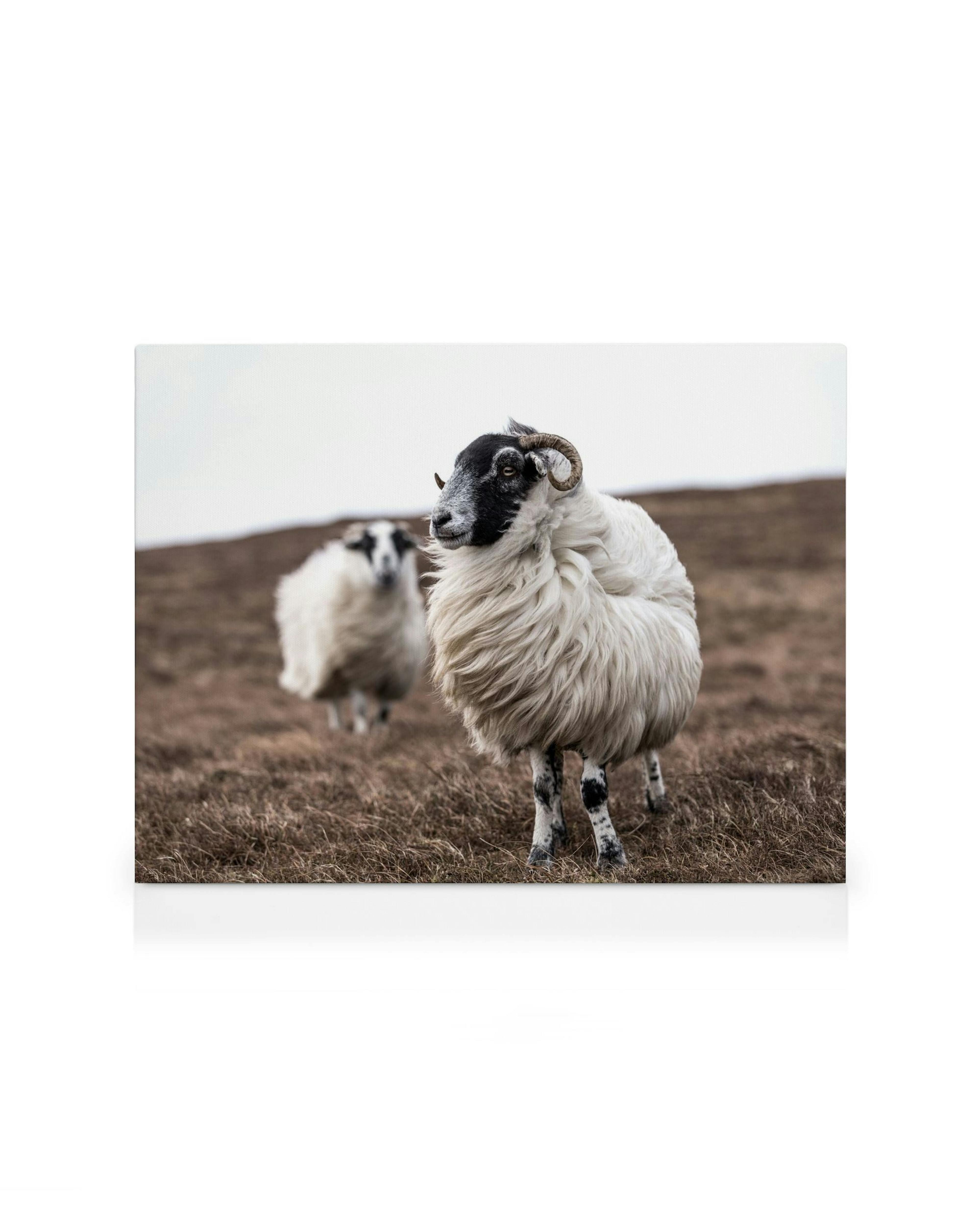 Toile de deux moutons blancs aux visages noirs et cornes bouclées sur herbe brune sous un ciel couvert