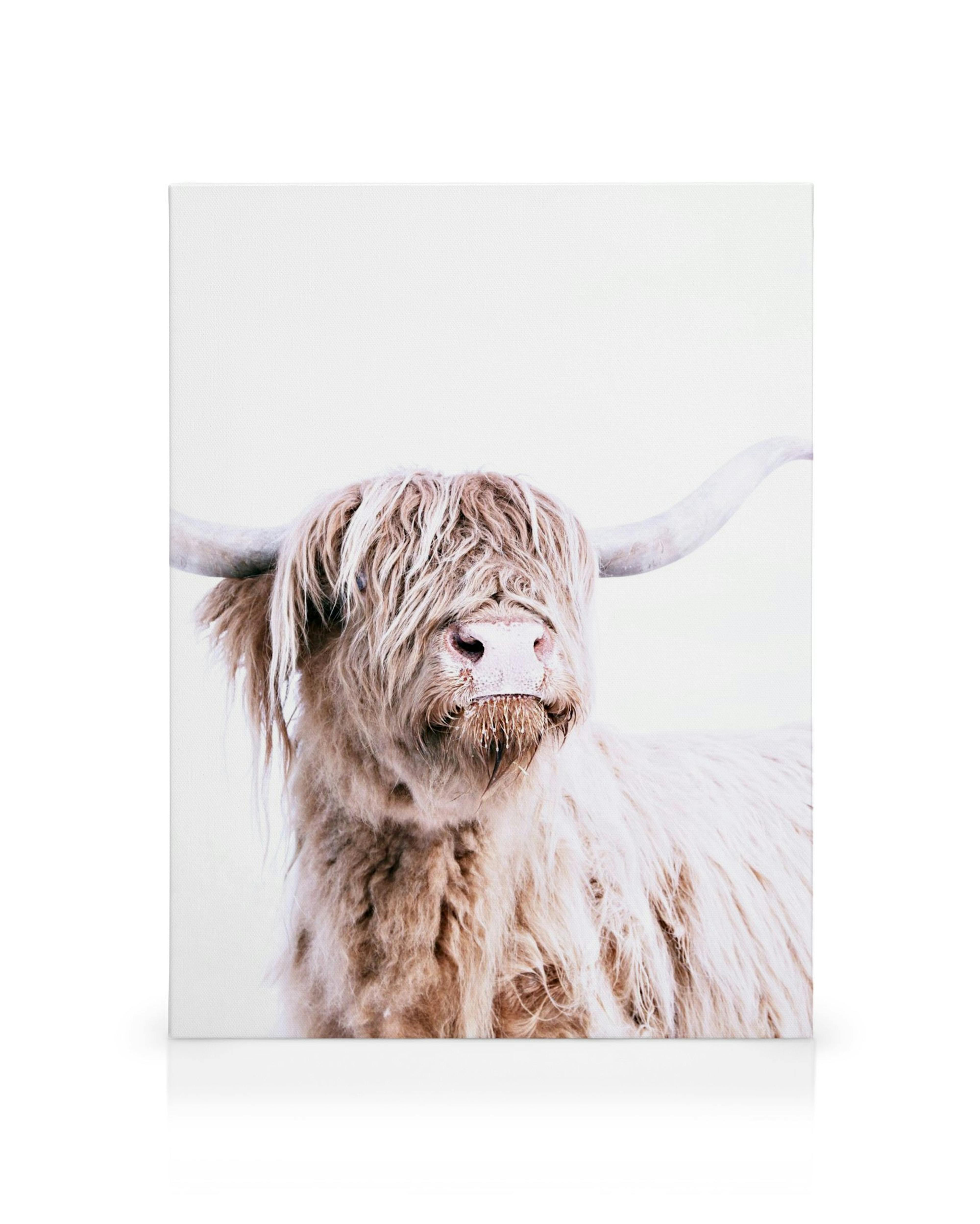 Närbild på en lurvig, ljusbrun Highland Cattle med långa, böjda horn mot en vit bakgrund, ett unikt djurporträtt.