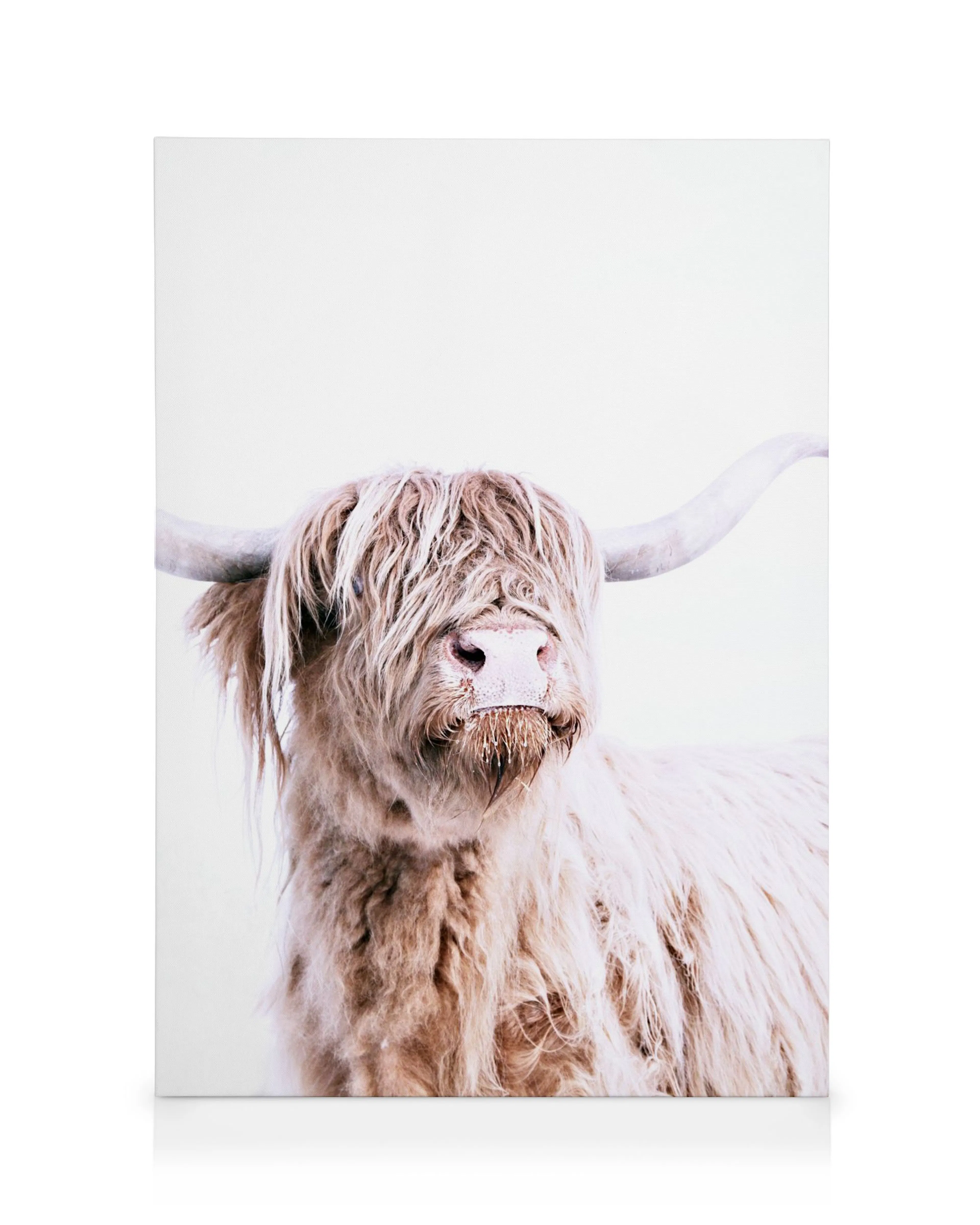 Highland cow canvas print with shaggy brown fur, long horns, and hair covering its eyes on white background.