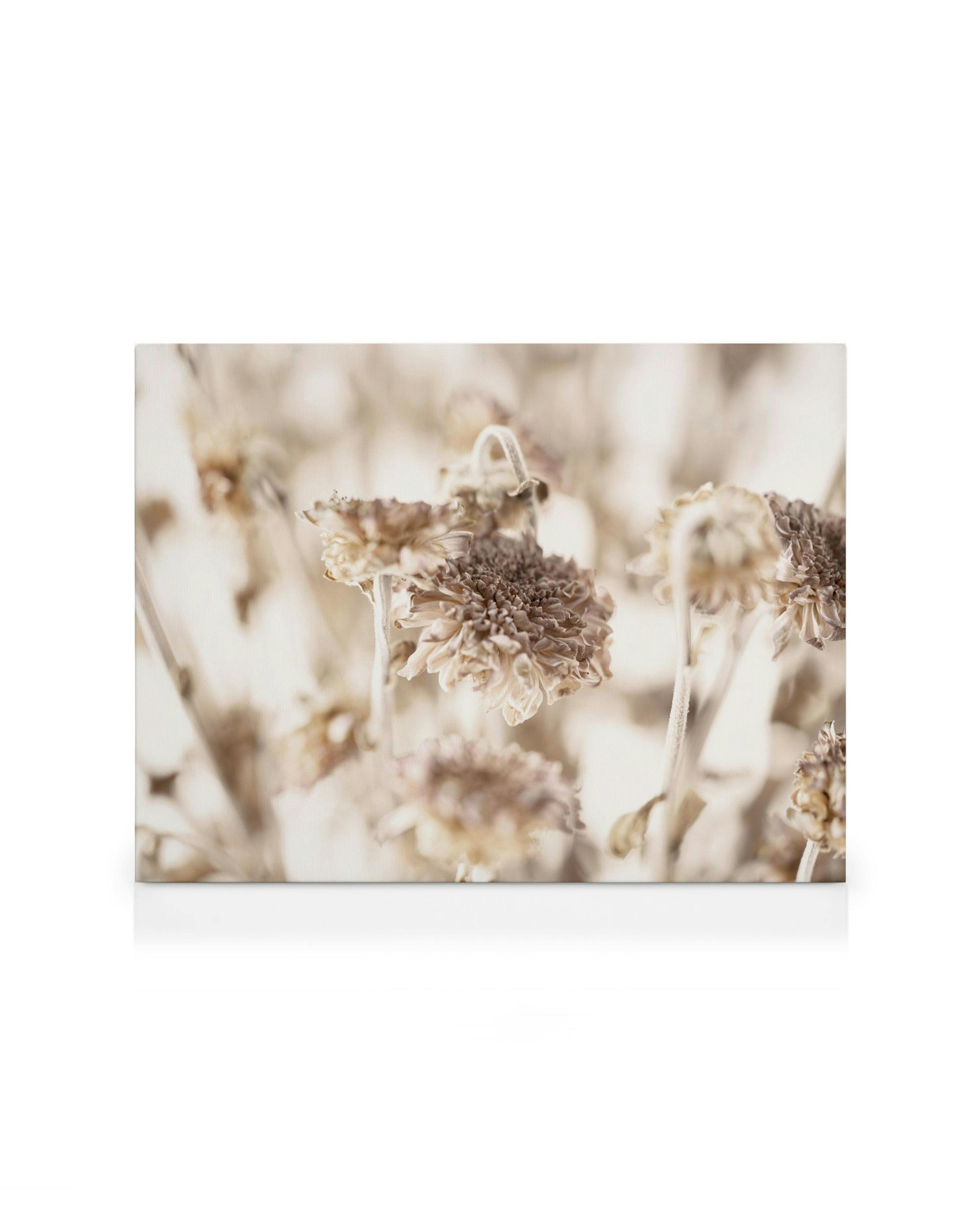 Toile de marguerites séchées aux teintes douces sur fond pâle, avec des détails de texture et des tiges délicates.