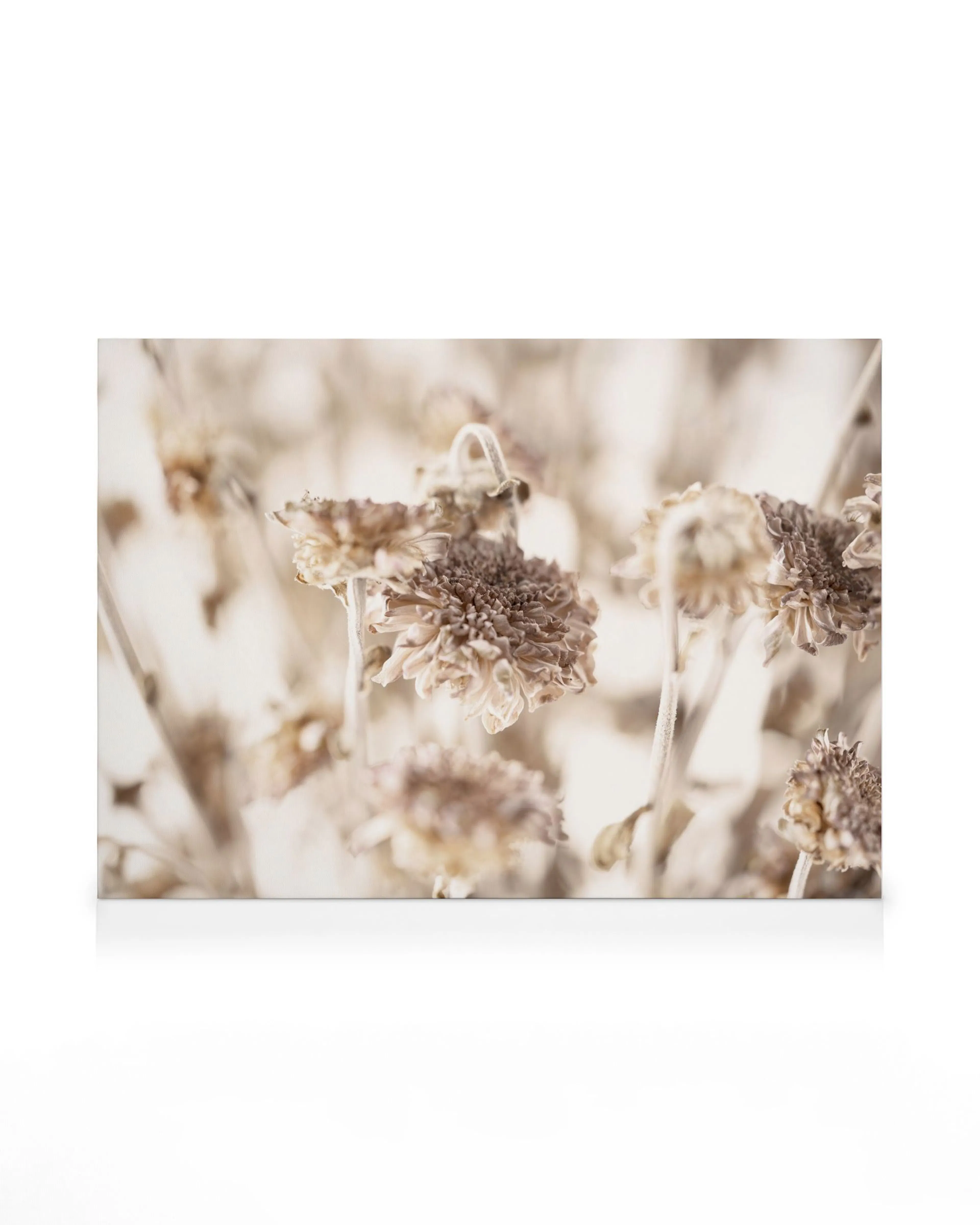 Dried daisies canvas art featuring textured petals in muted sepia tones creating a serene floral visual.