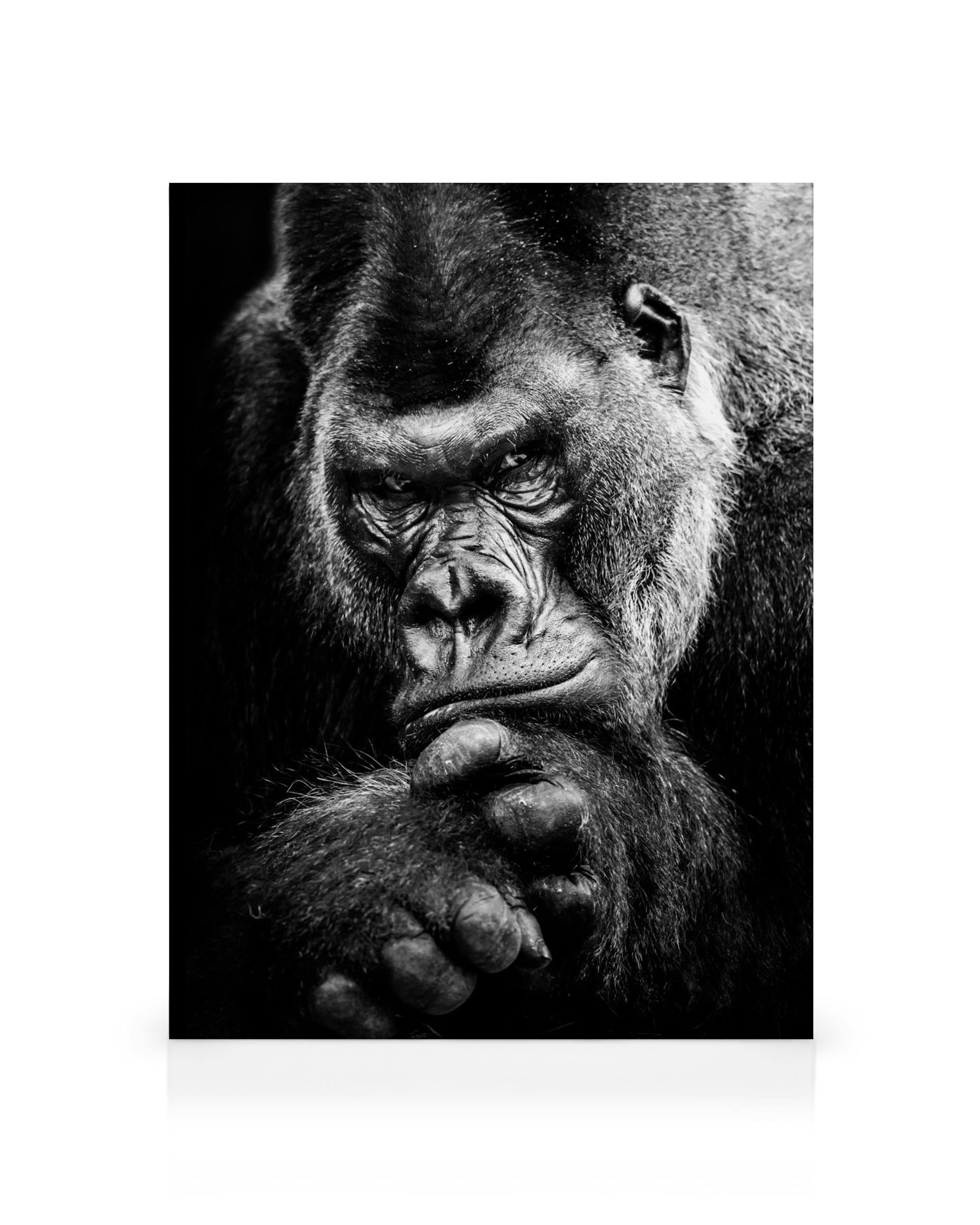 Black and white close-up of a gorilla with a thoughtful, intense expression, hands clasped under its chin.
