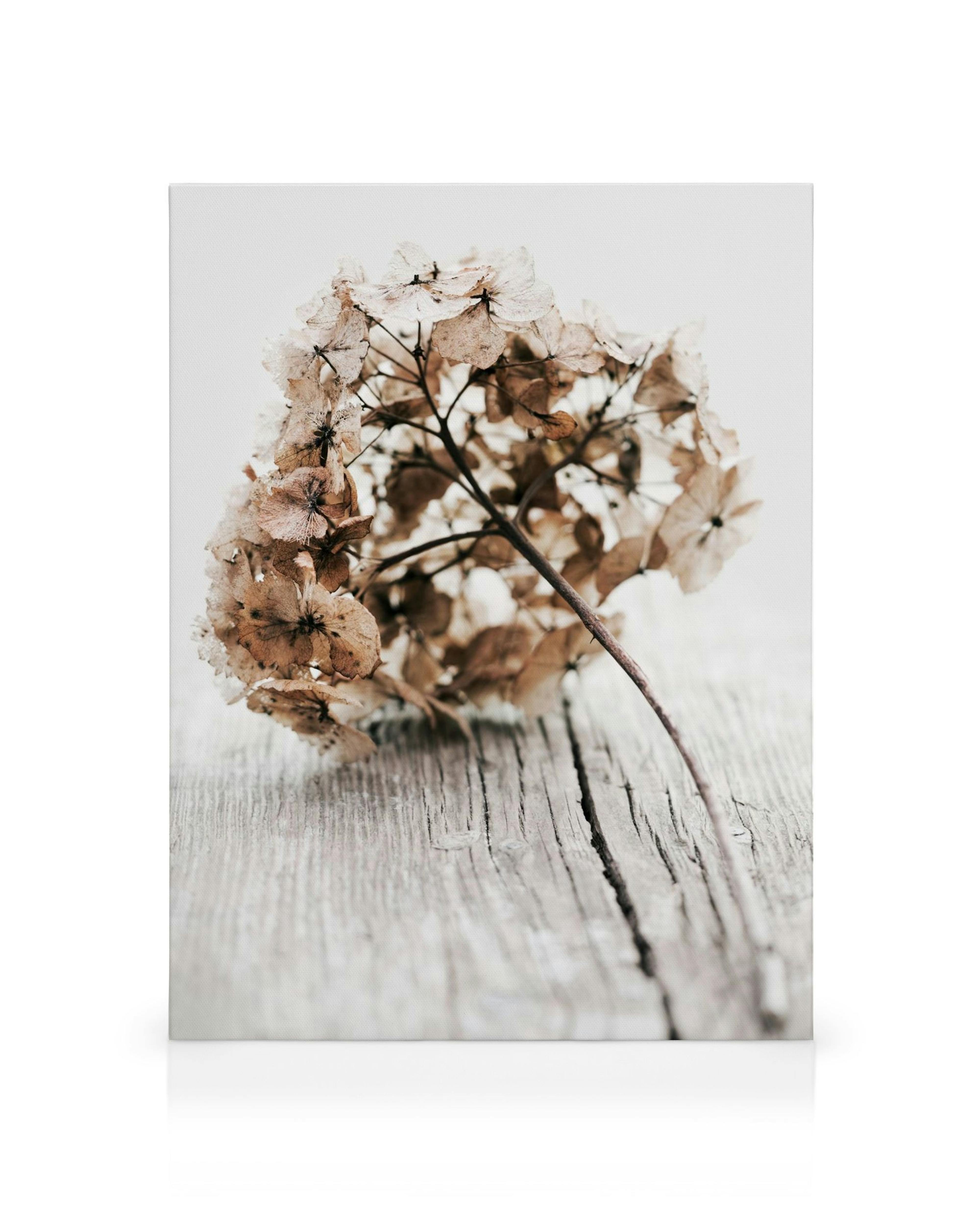 Suszona hortensja na beżowym i białym tle, leży na jasnym, drewnianym stole. Obraz na płótnie.