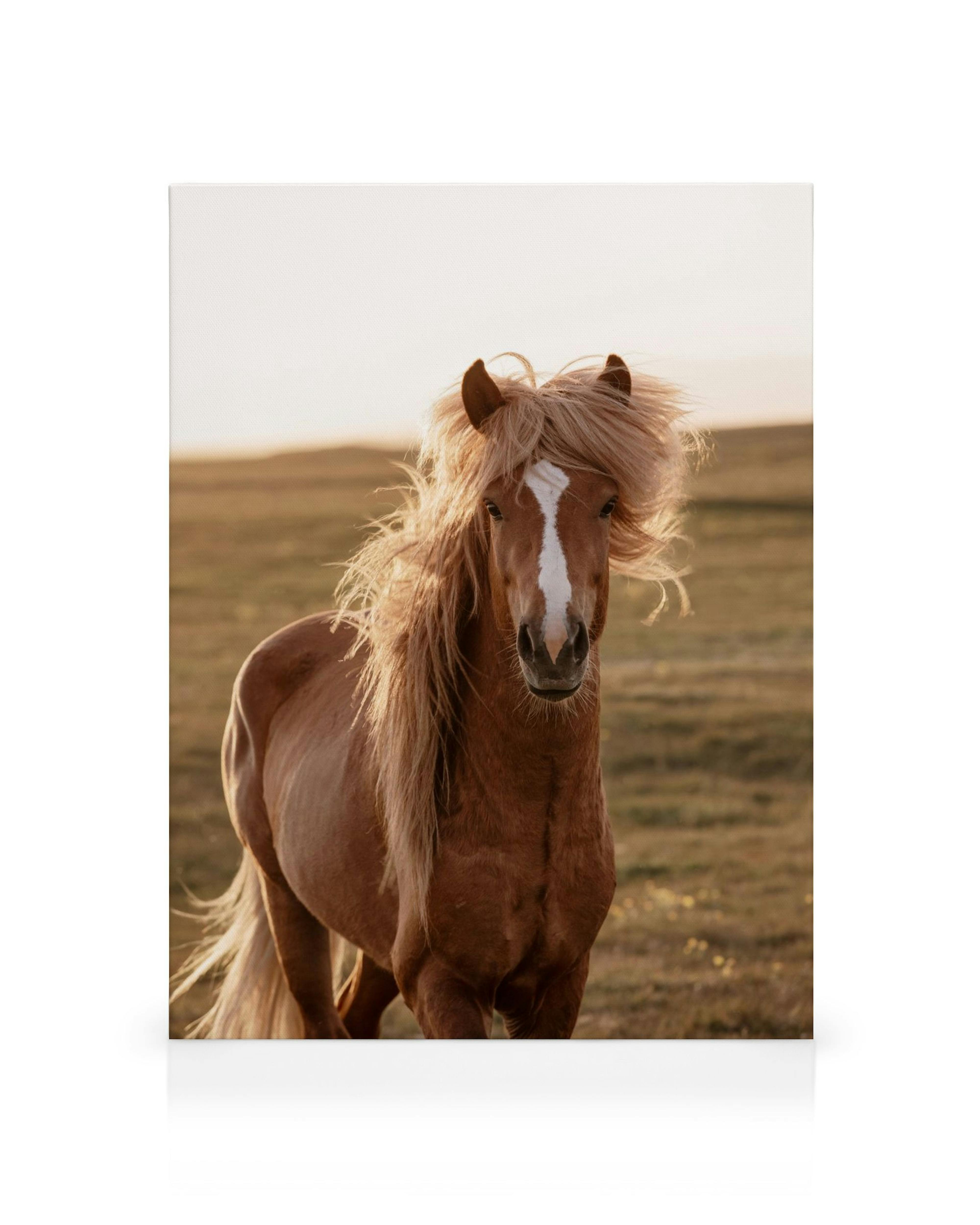 Ruskea hevonen pörröisellä vaalealla harjalla ja valkoisella laukilla, seisoo pellolla valoisassa ilta-auringossa.