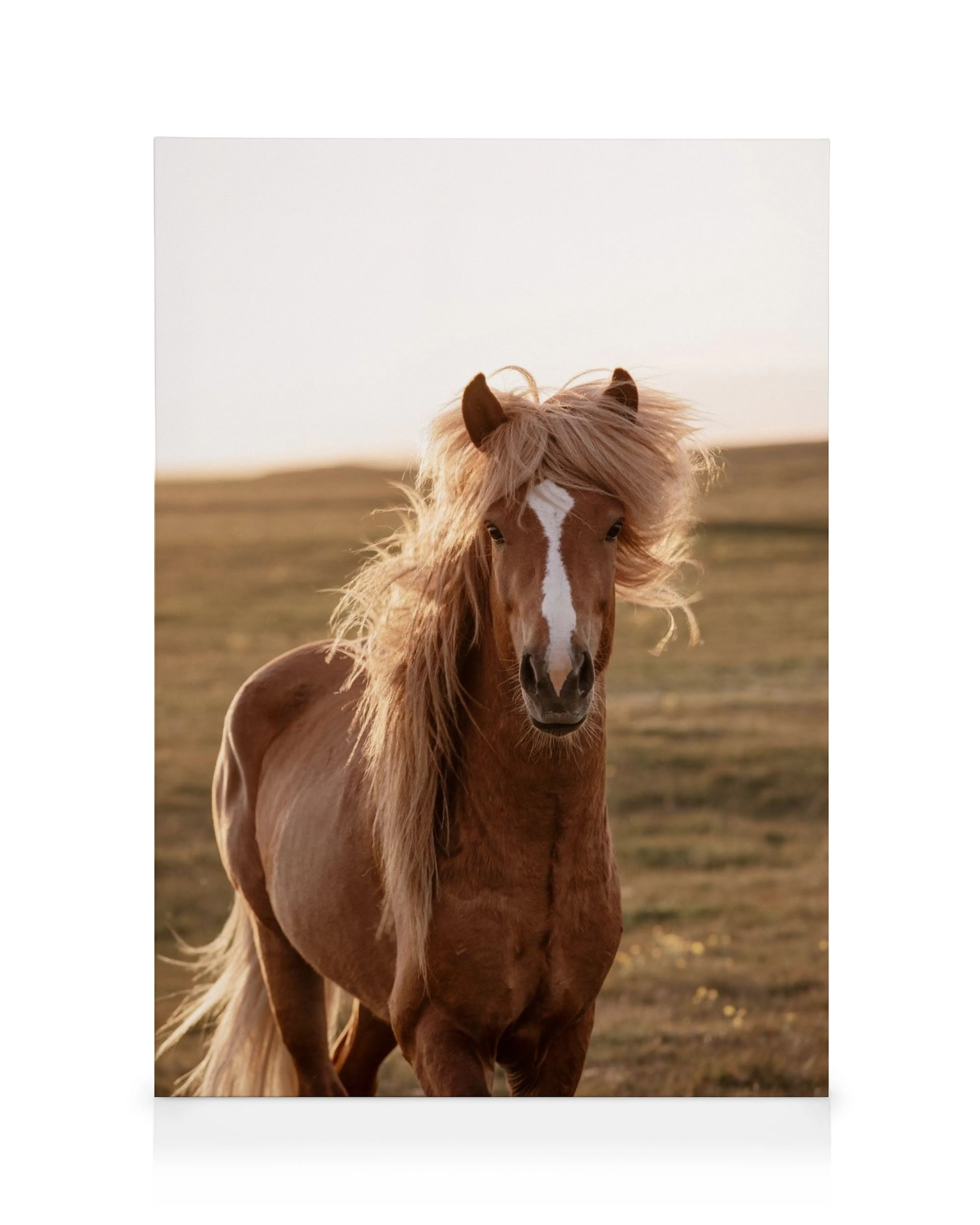 Gylden hest med flagrende manke i sollys, kunsttryk på lærred, dyreliv.