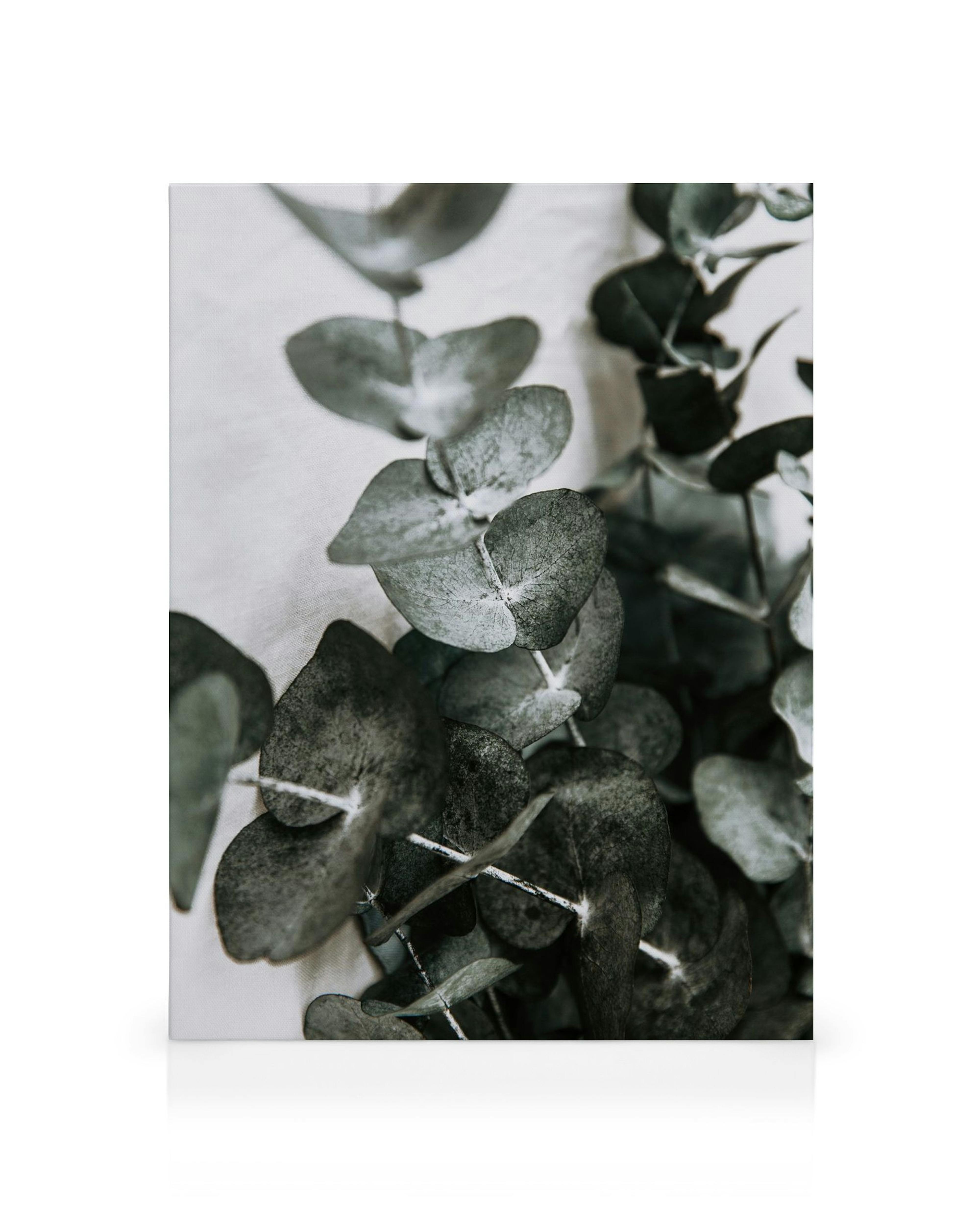 Close-up view of dark green eucalyptus leaves with a dusty texture, arranged in a fresh, natural bouquet on a canvas.