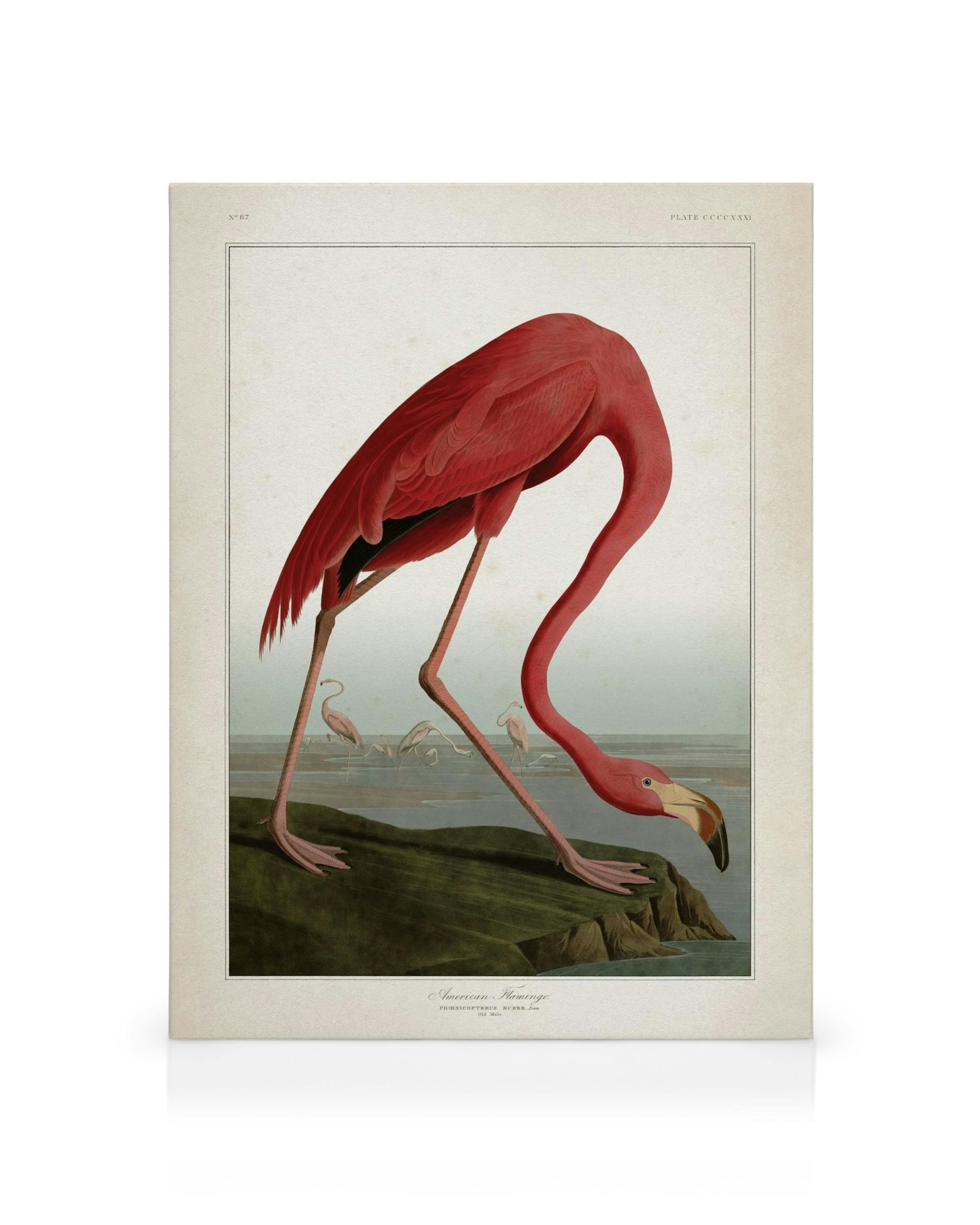 Obraz na płótnie: czerwony flaming z długą szyją, pochylony, na tle jeziora z małymi flamingami. Beżowa ramka.