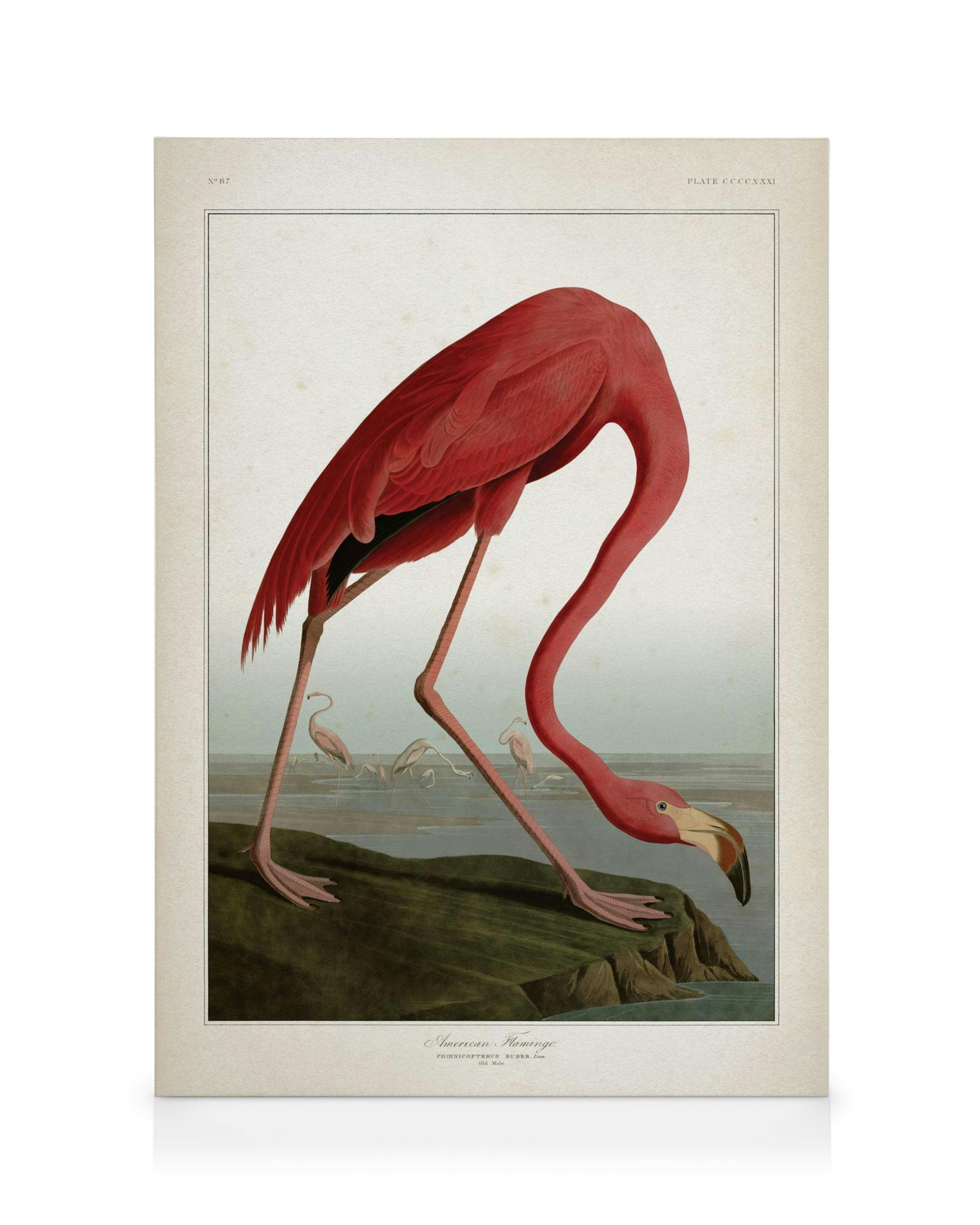 Lienzo de flamenco americano rosa, con cuello y pico rosados, sobre suelo verde-marrón. Dos flamencos pequeños en el fondo con a