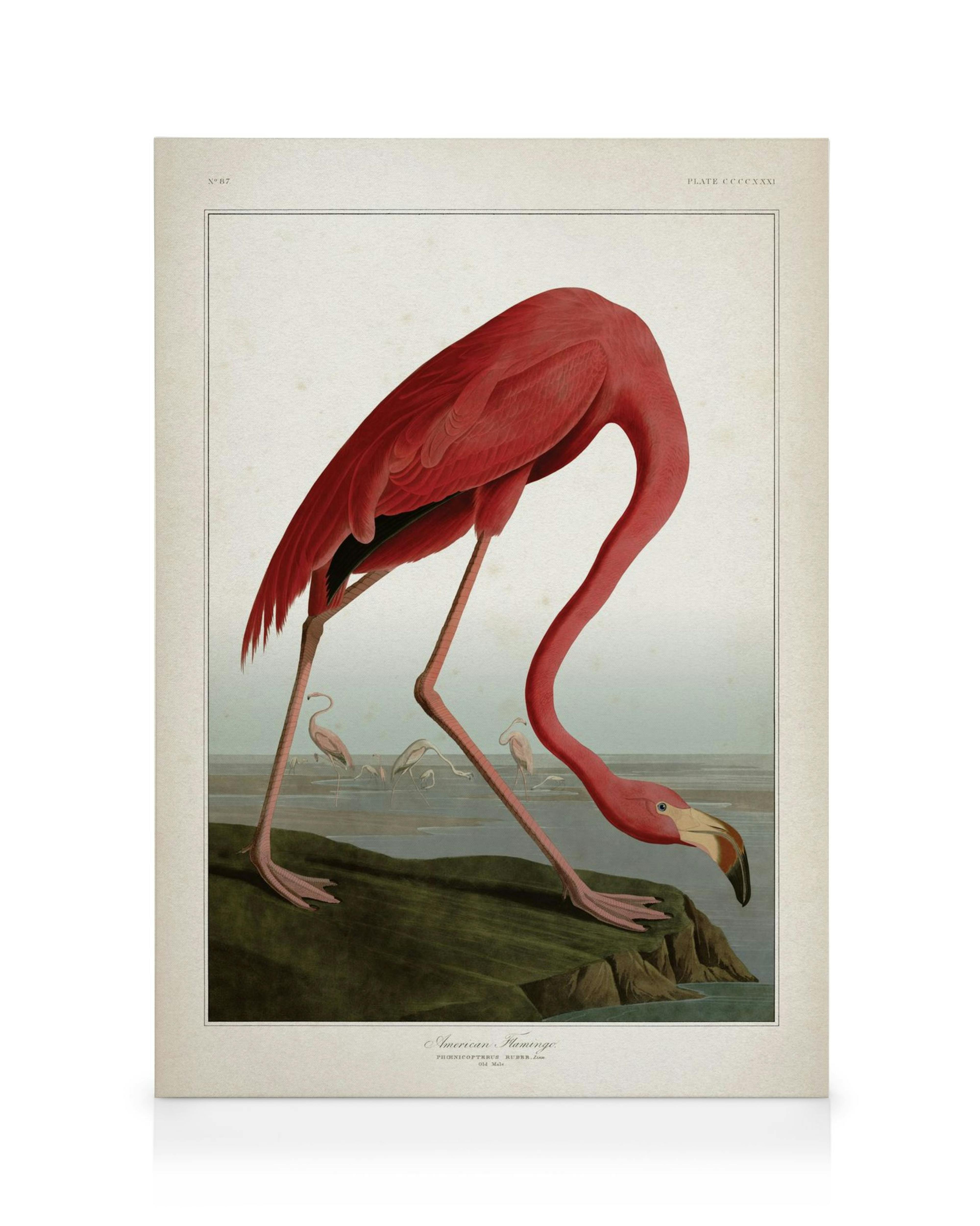 Lienzo de flamenco americano rosa, con cuello y pico rosados, sobre suelo verde-marrón. Dos flamencos pequeños en el fondo con a