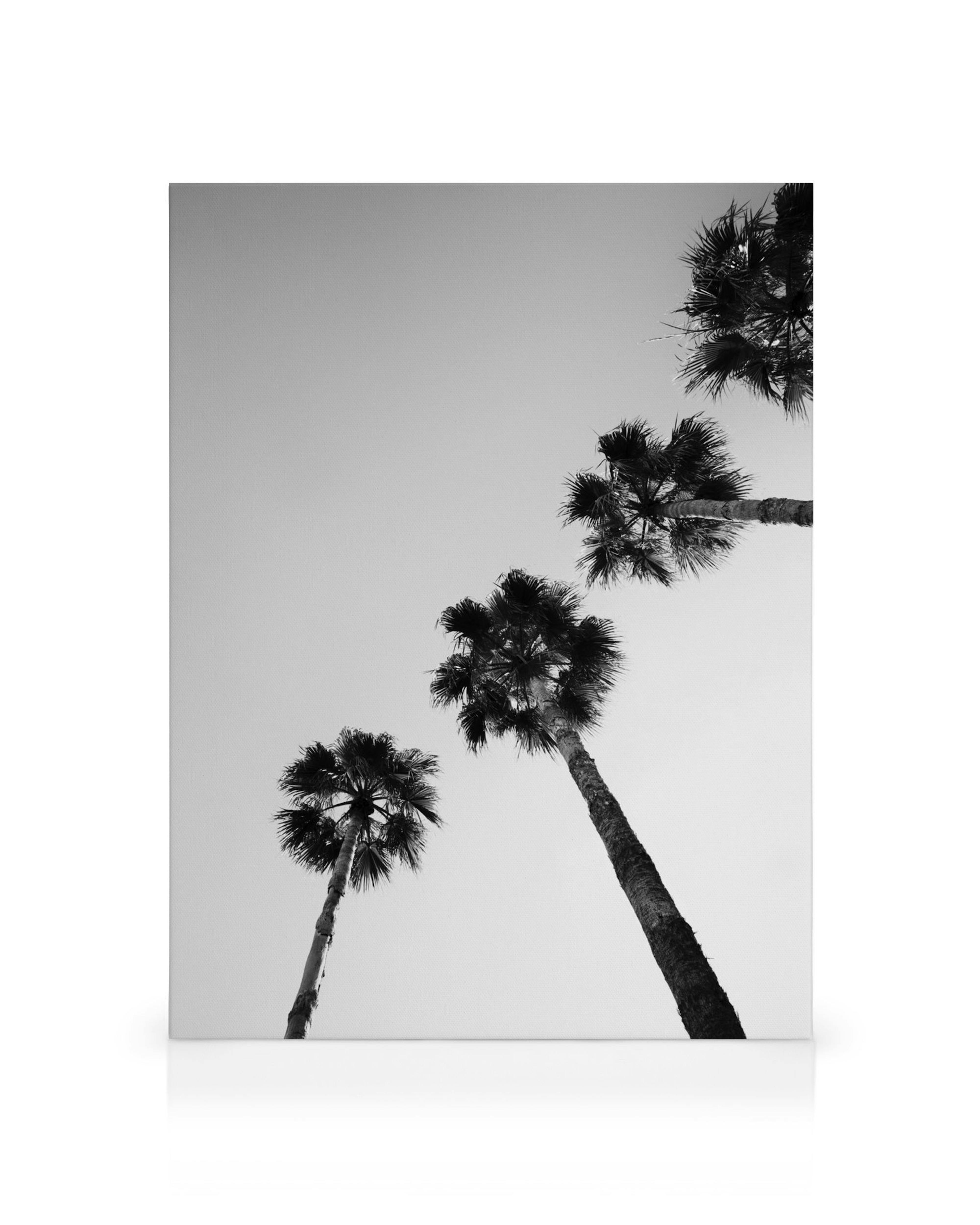 Schwarz-Weiss-Leinwand mit schräg angeordneten Palmen, die sich zum Himmel strecken. Minimalistisches, grafisches Motiv.
