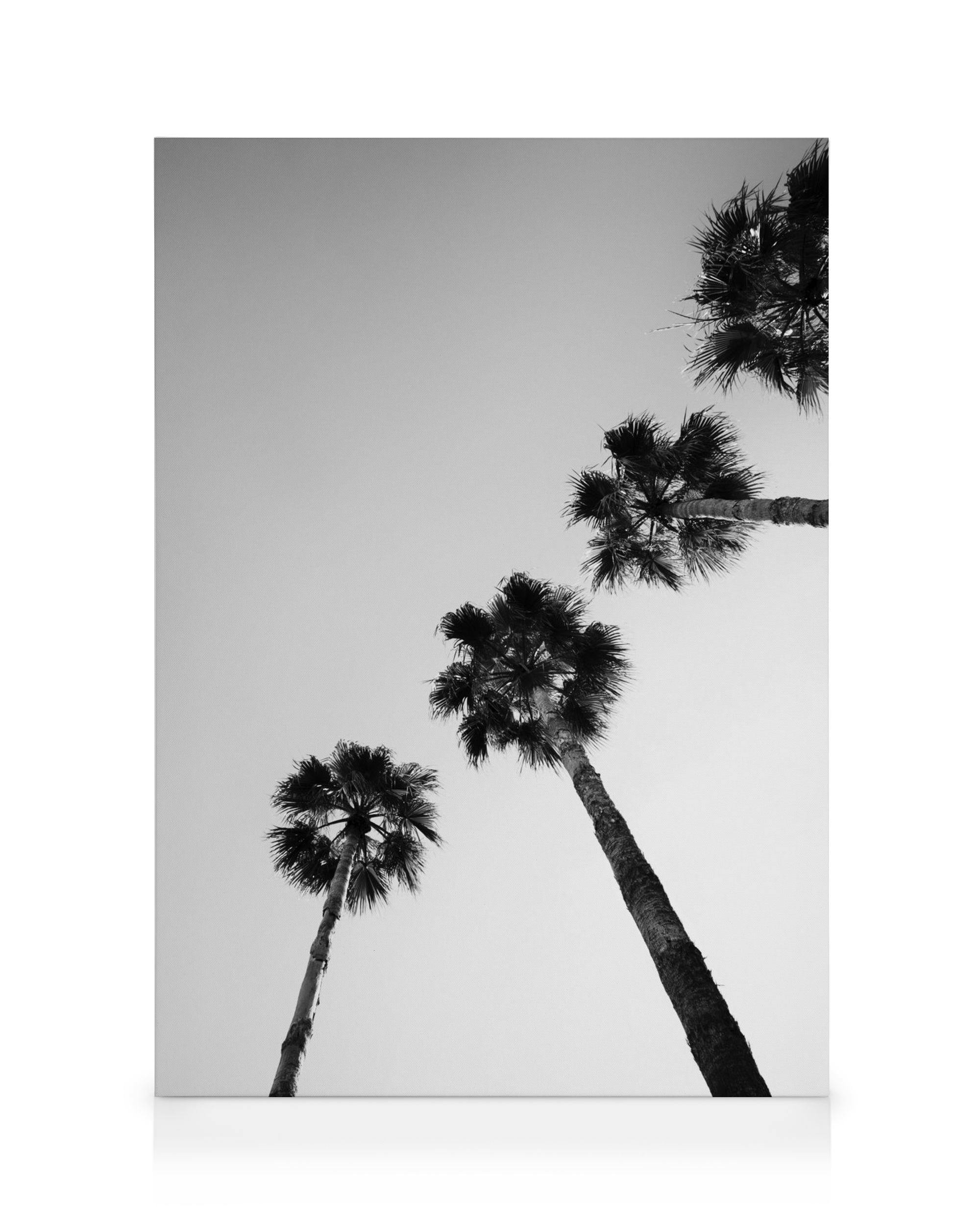 Palm Tree Line Up Tableau sur toile (30x40 cm) - Noir et blanc par Desenio
