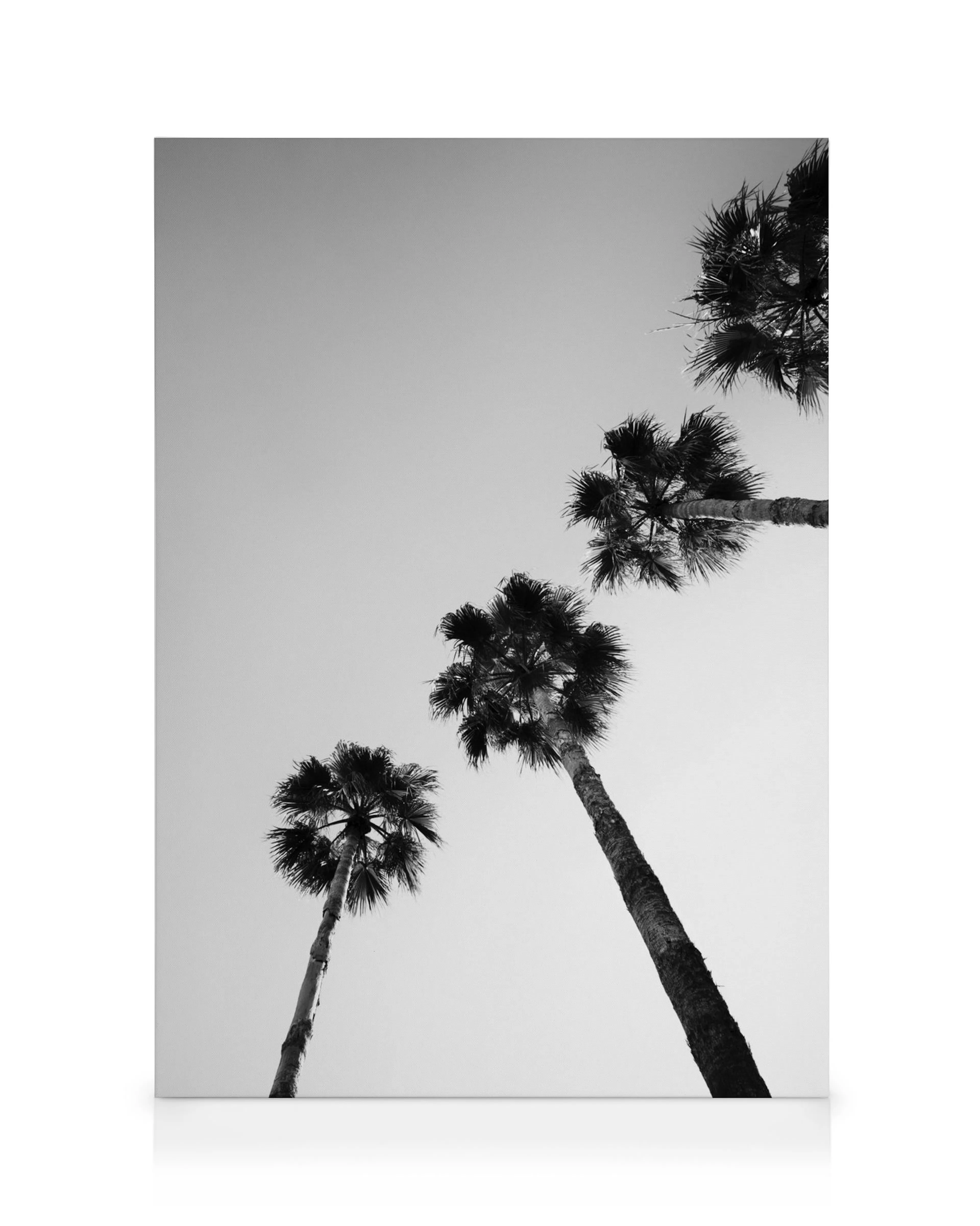 Toile photo noir et blanc de trois palmiers aux troncs fins et aux sommets touffus contre un ciel clair.