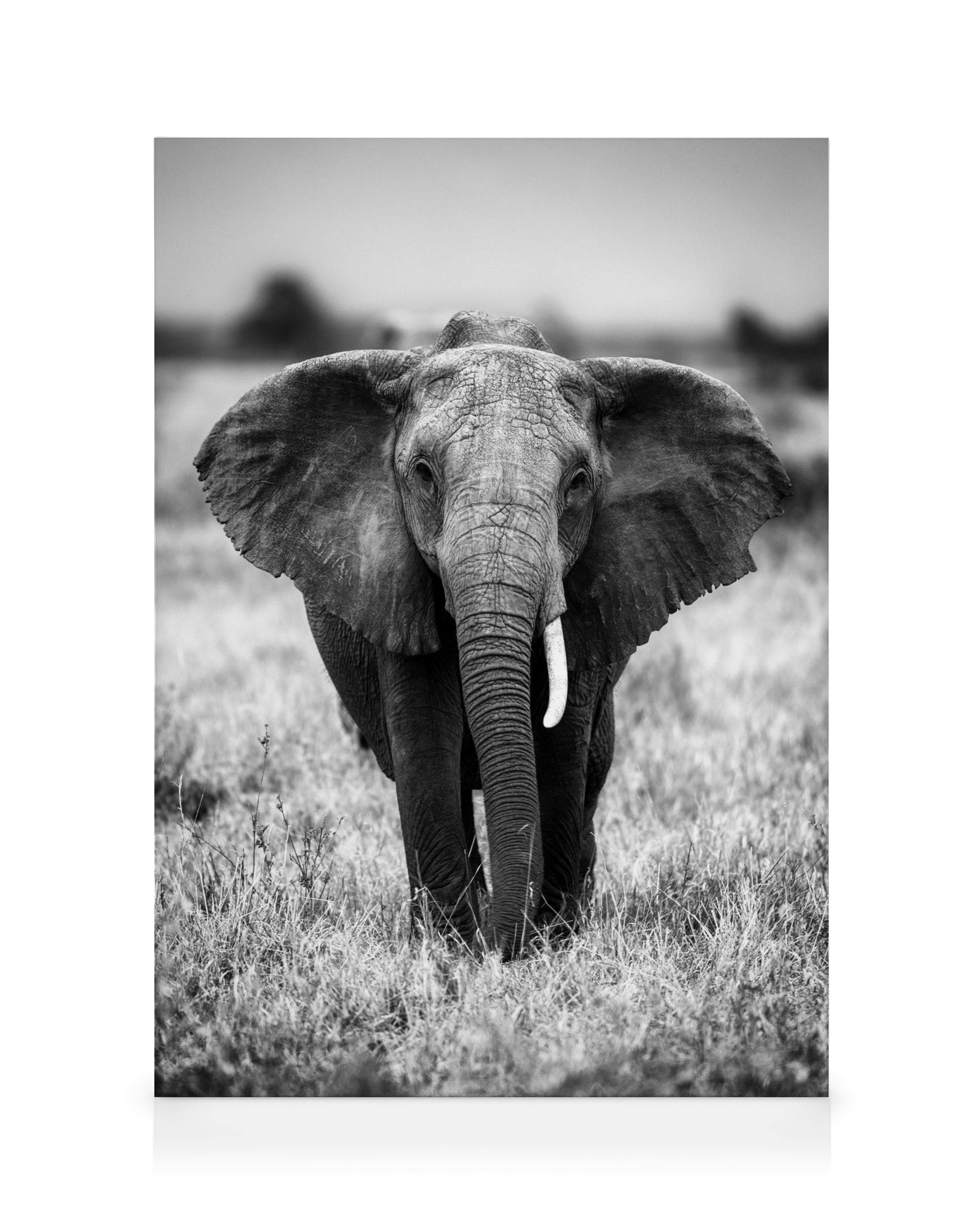 Elephant on the Savanna Tableau sur toile (50x70 cm - Cadre noir)  Animaux sauvages