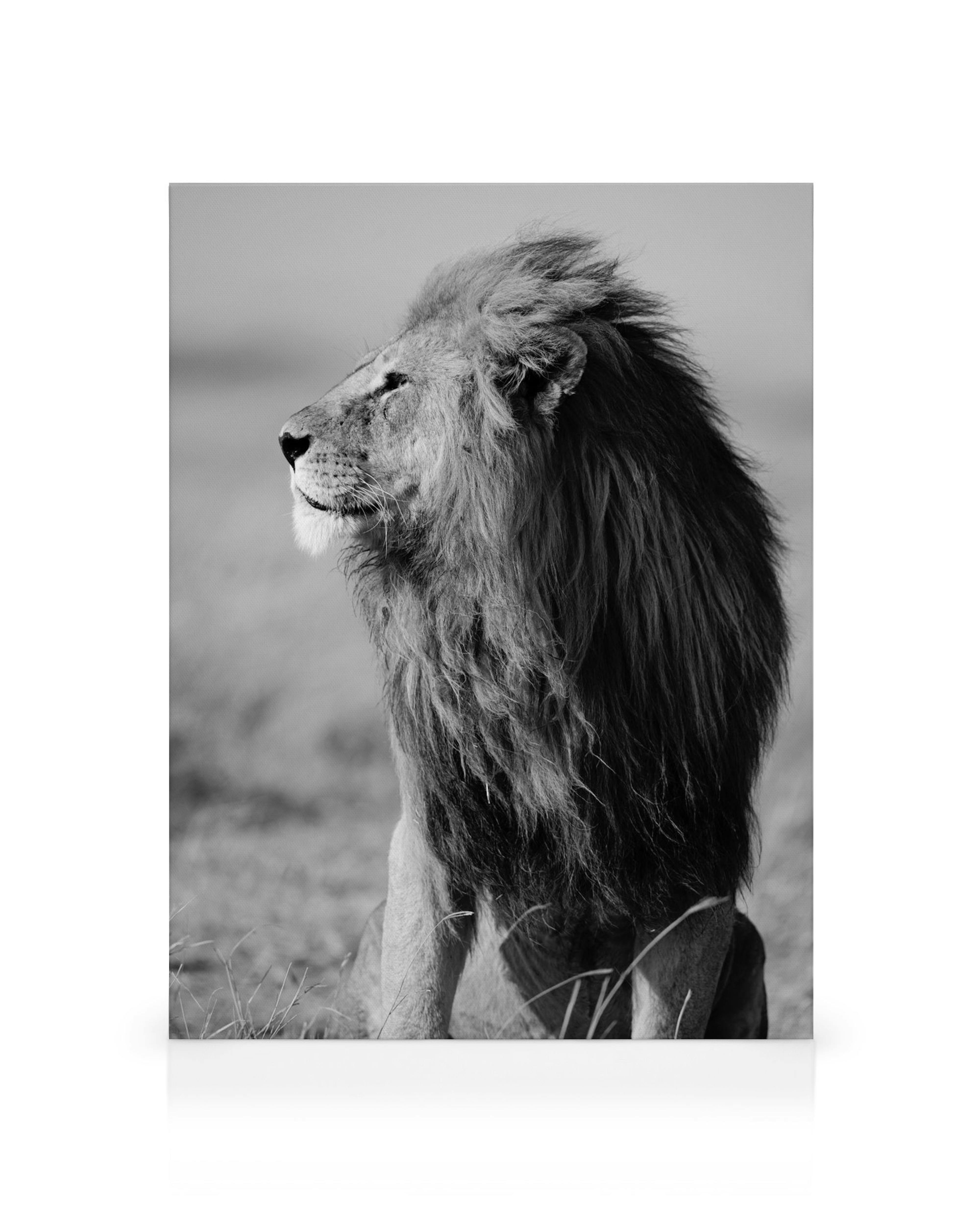Toile dessin lion noir et blanc, lion majestueux de profil avec une crinière volumineuse, regardant au loin dans la nature sauva