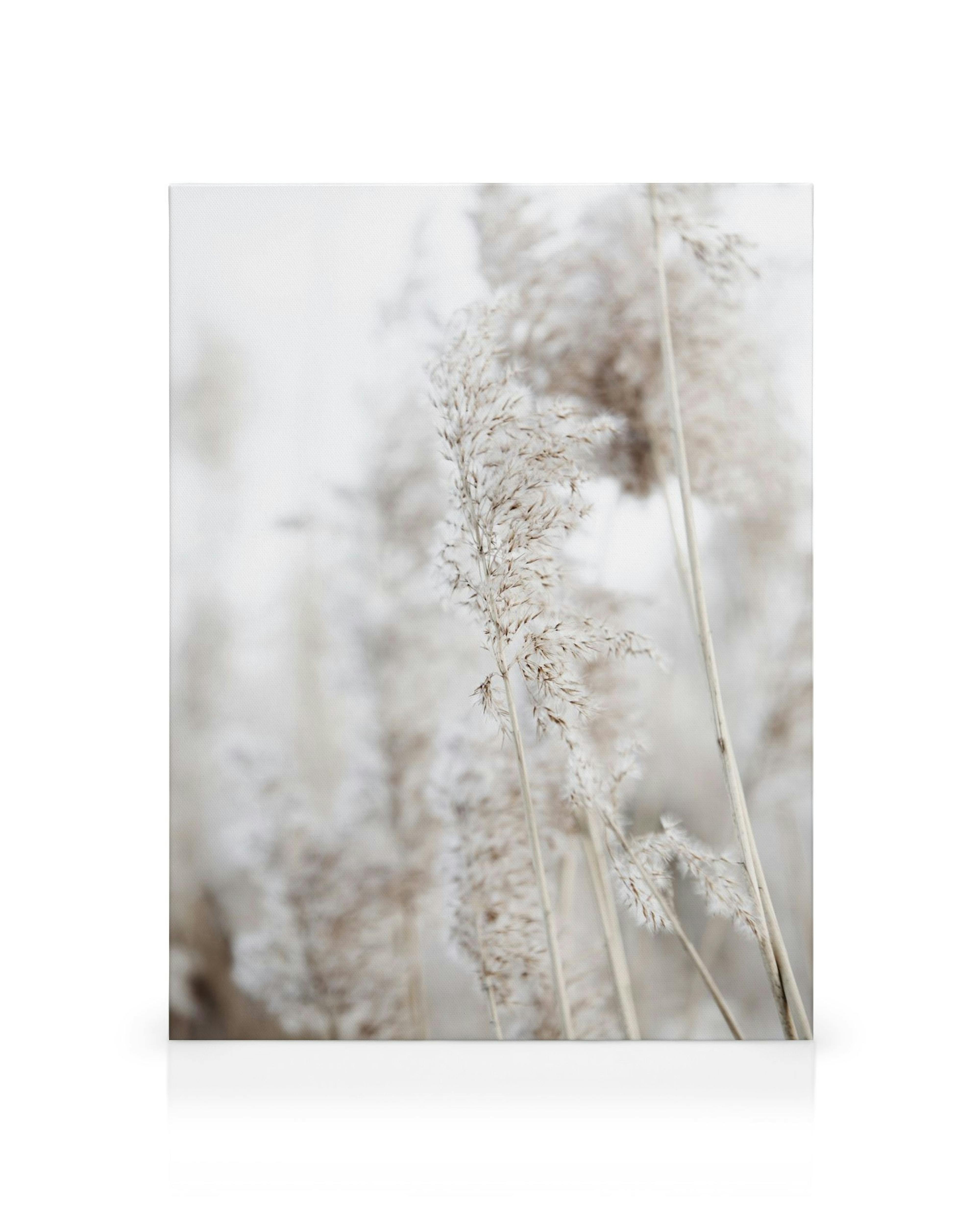 Obraz na płótnie: beżowe rośliny o pierzastych wierzchołkach, delikatna botanika na białym tle, sztuka ścienna do galerii.