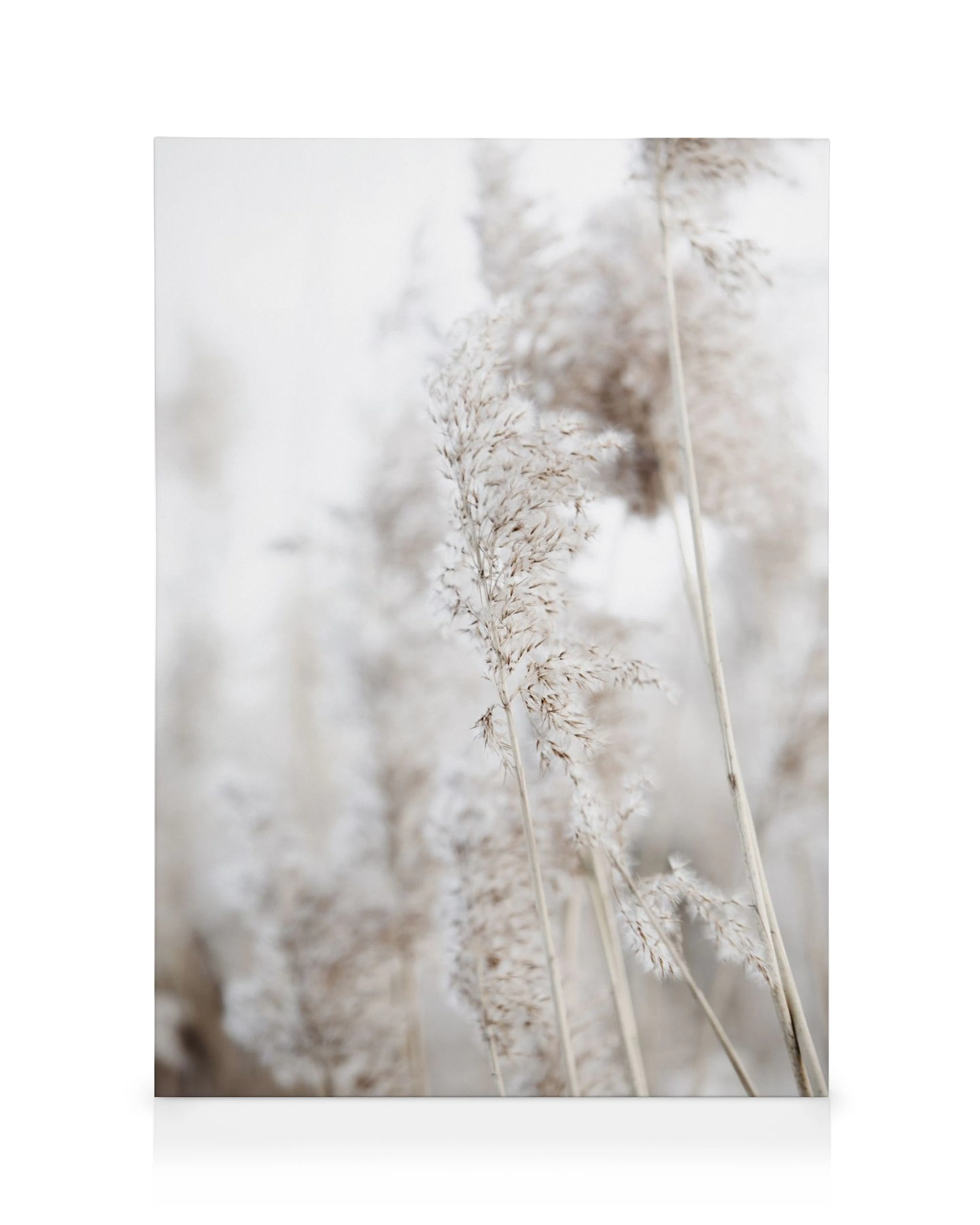 Close-up of dried, feathery reeds in muted beige and off-white tones, evoking a serene natural landscape.