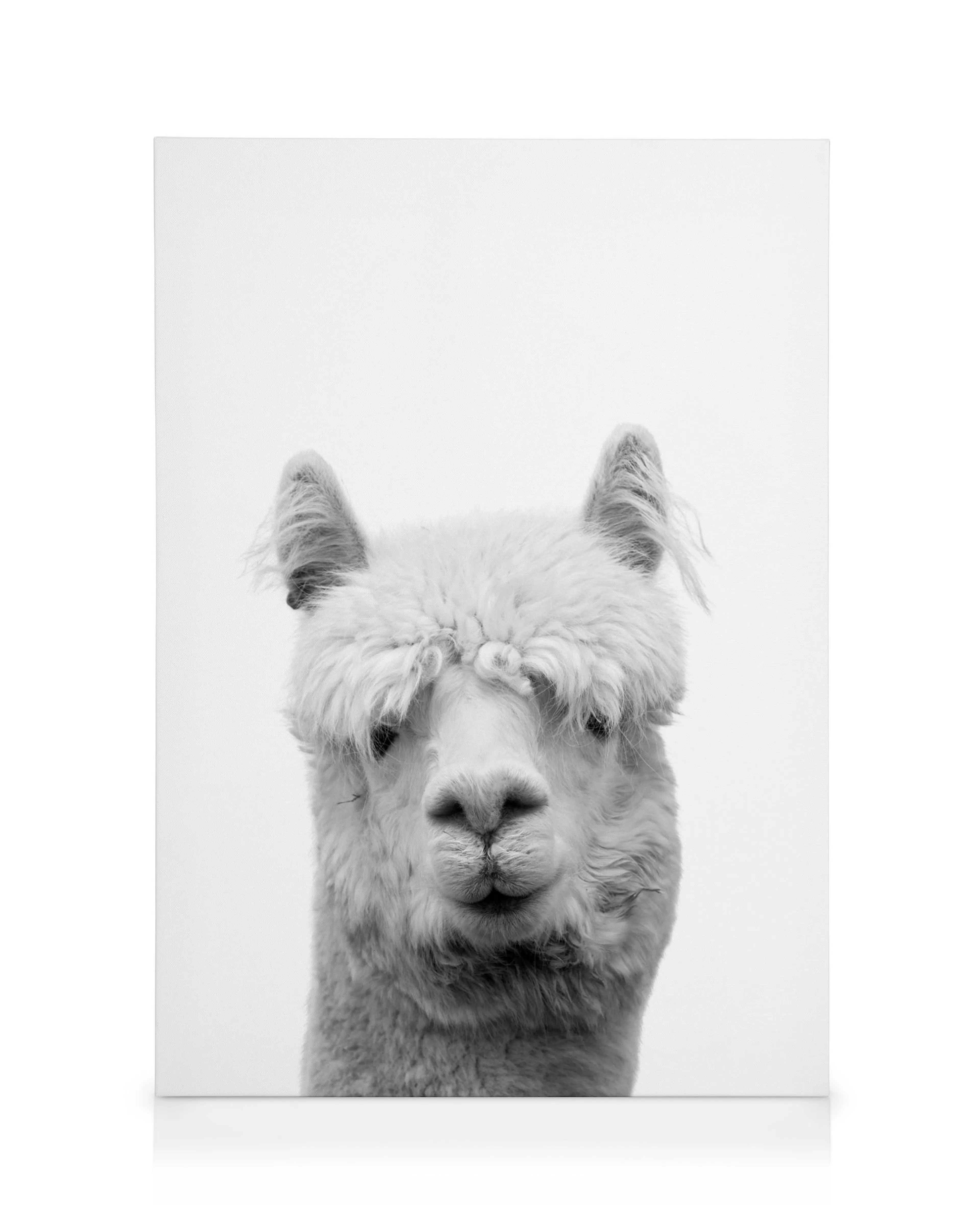 Zwart-wit canvas met wollig alpaca gezicht en puntige oren, camera gericht, voor wanddecoratie.
