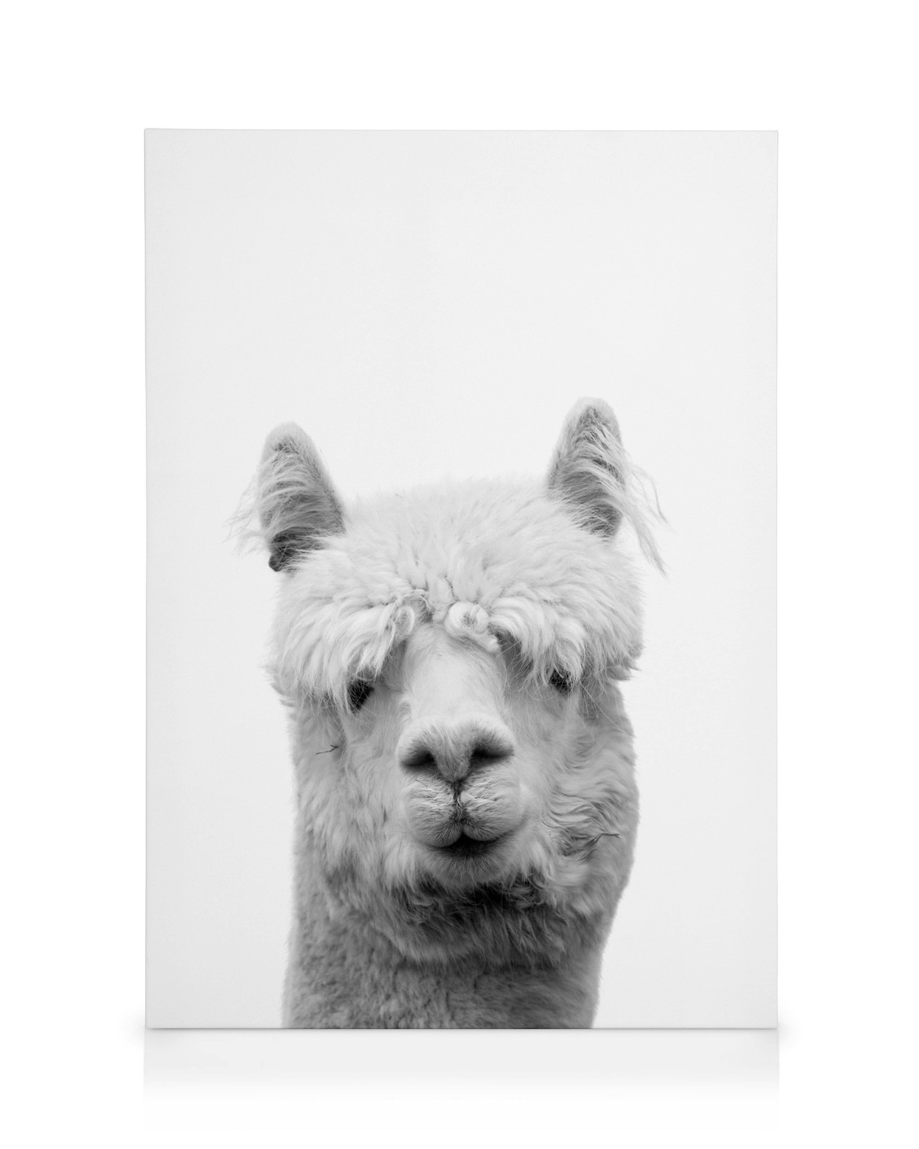 Lama B&W canvas print, featuring a fluffy alpacas head in black and white, suitable for a living room.