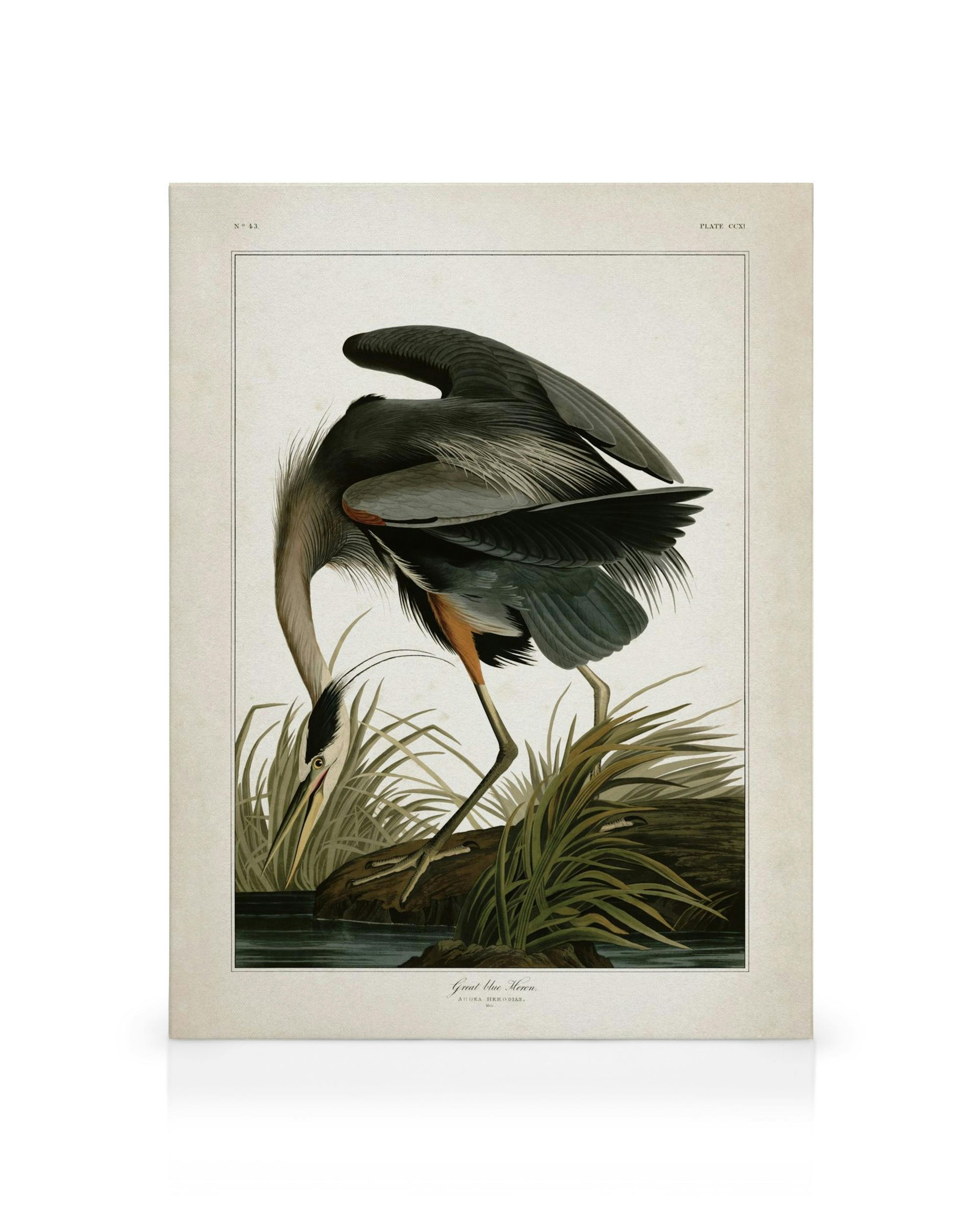 Toile présentant un héron gris-bleu dans lherbe près de leau, avec sous-aile orange-noir