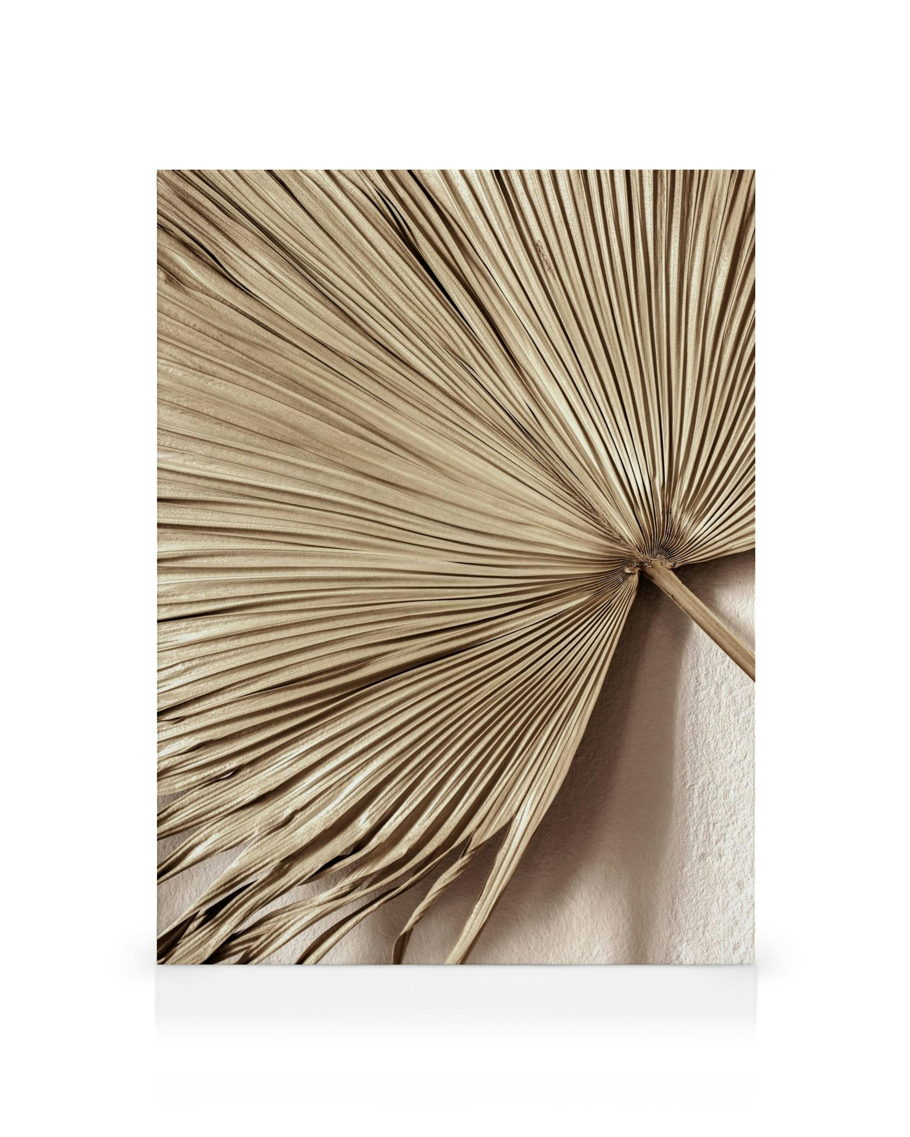 Beżowy obraz na płótnie z suszonym liściem palmy, na teksturowanym białym tle, Golden Palm Leaf No1