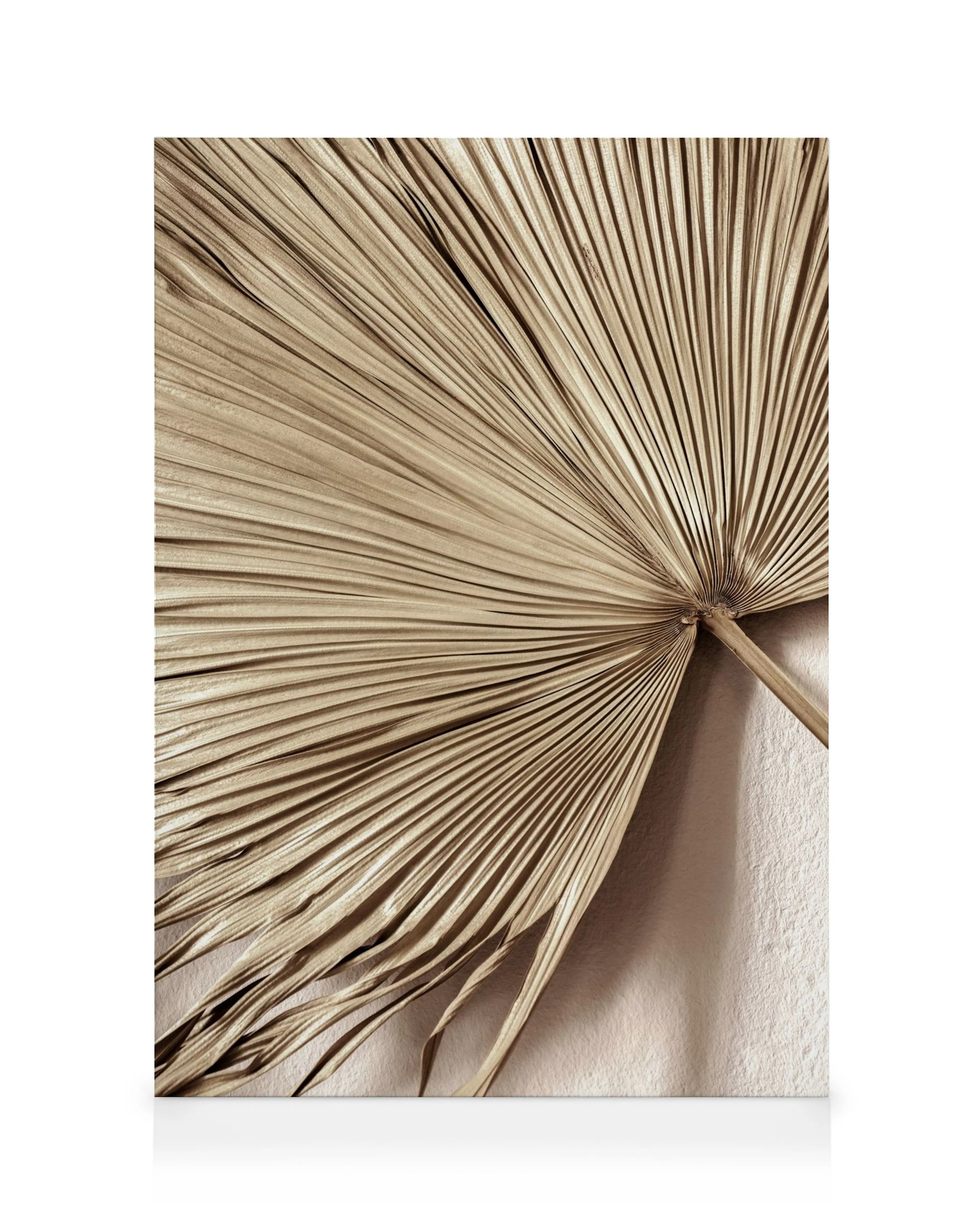 Vertical canvas print of a dried, fan-shaped golden palm leaf against a textured white wall. Botanical canvas print.