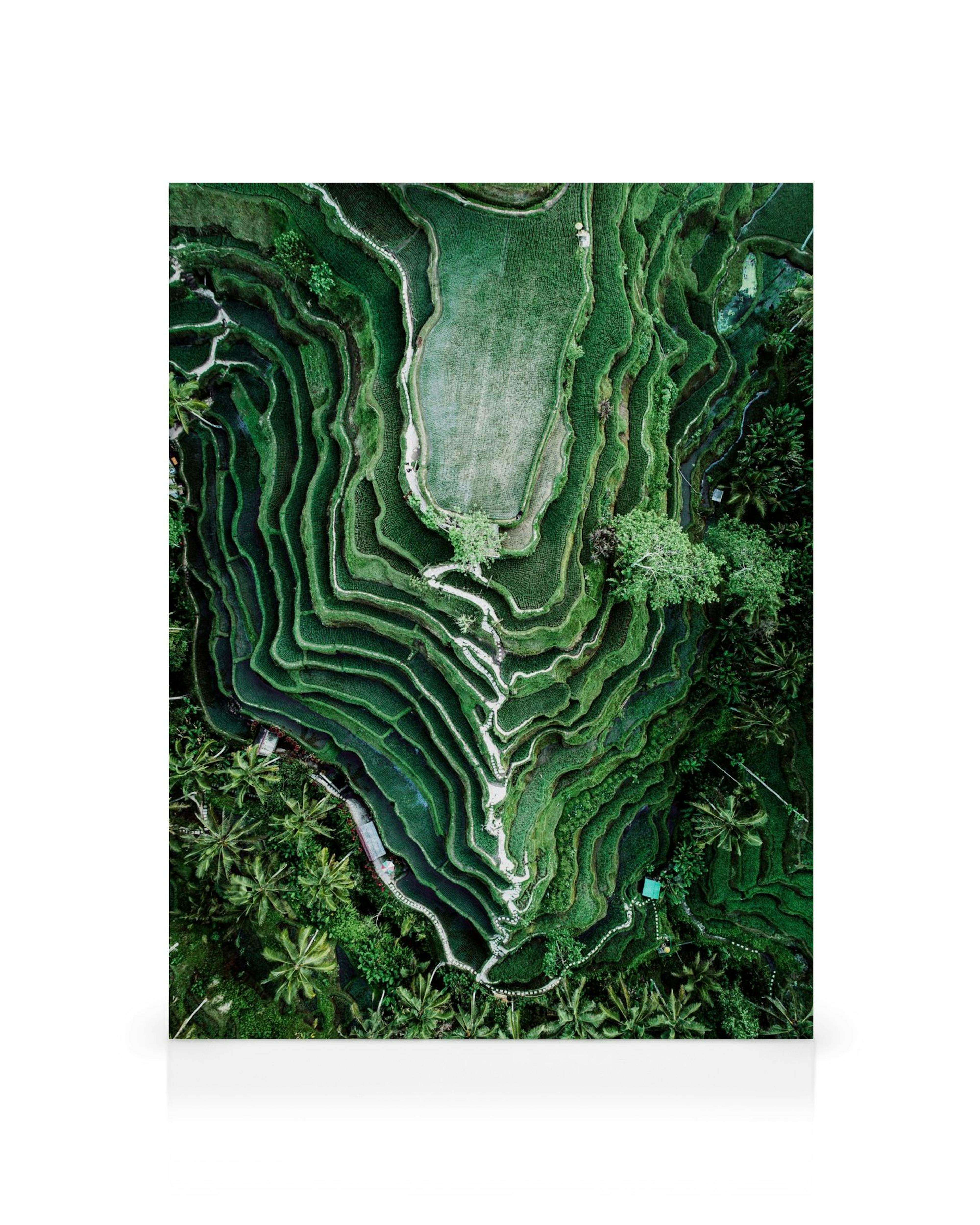 Stampa su tela paesaggio terrazzato campi di riso verdi, vista aerea natura.