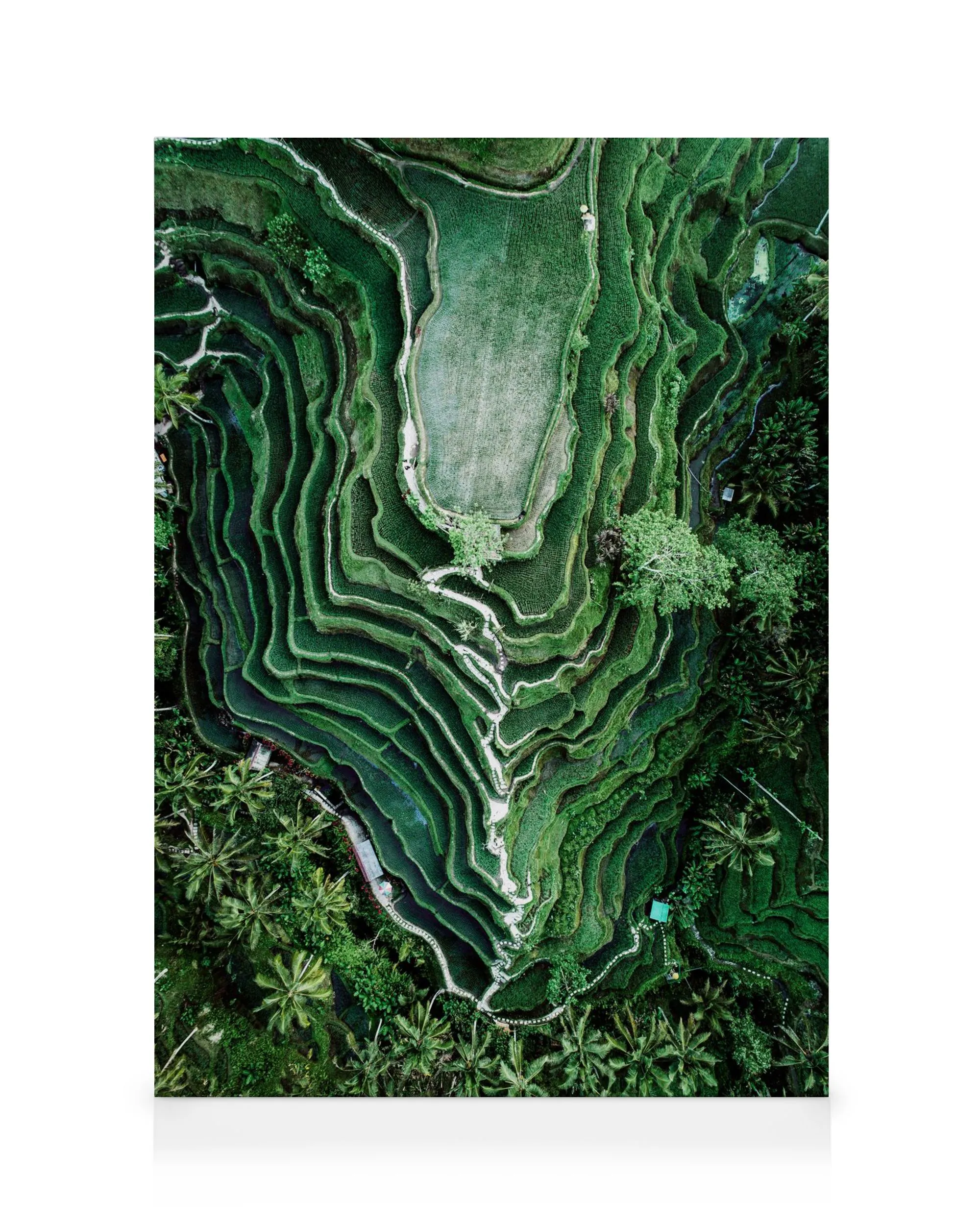 Reisfelder Leinwandbild: Luftaufnahme grüner, terrassierter Reisfelder, umgeben von Palmen, in Bali