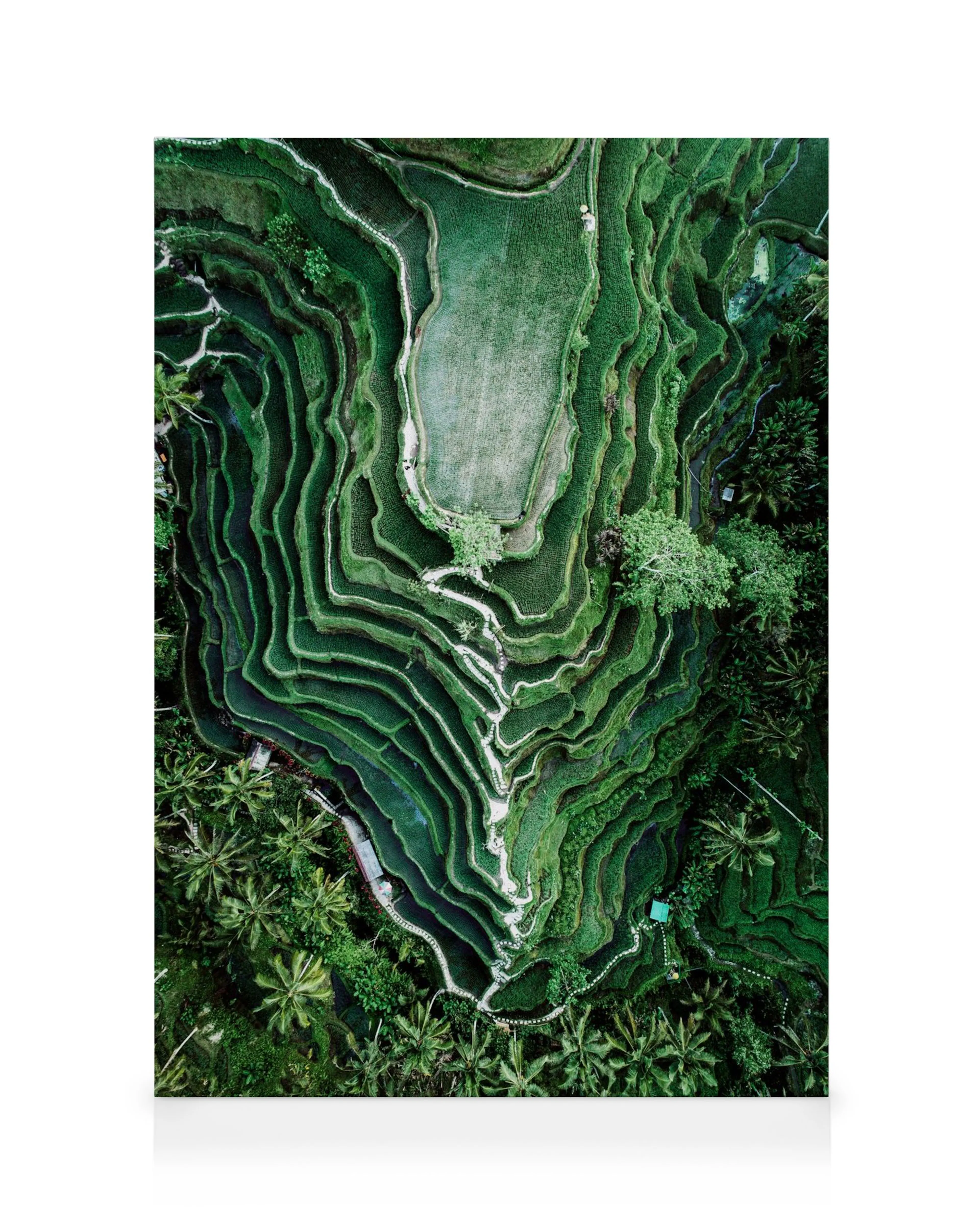 Reisfelder Leinwandbild: Luftaufnahme grüner, terrassierter Reisfelder, umgeben von Palmen, in Bali