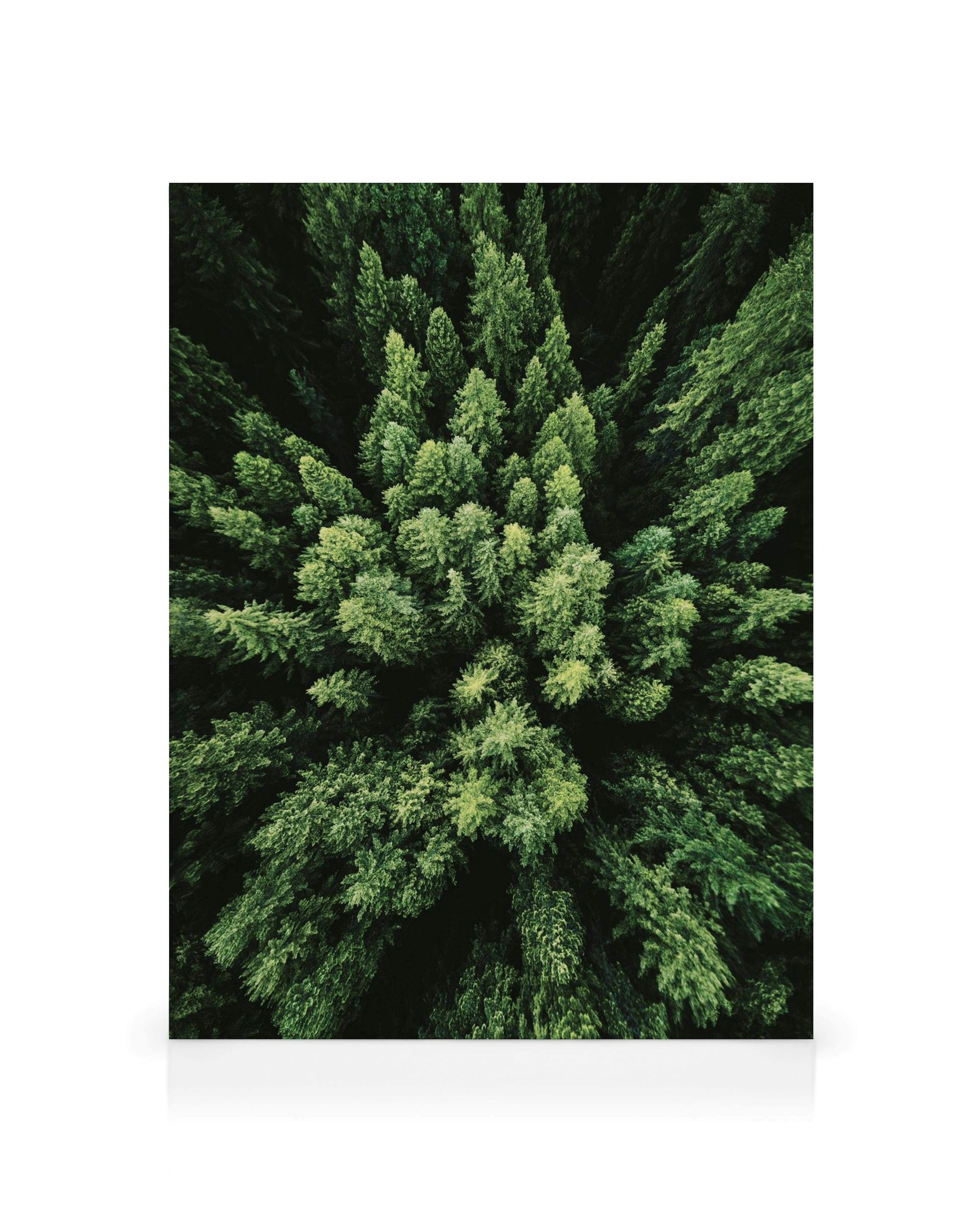 Obraz na plátně. Pohled shora na smaragdově zelený hustý borový les, stromy se mírně liší odstínem zelené.