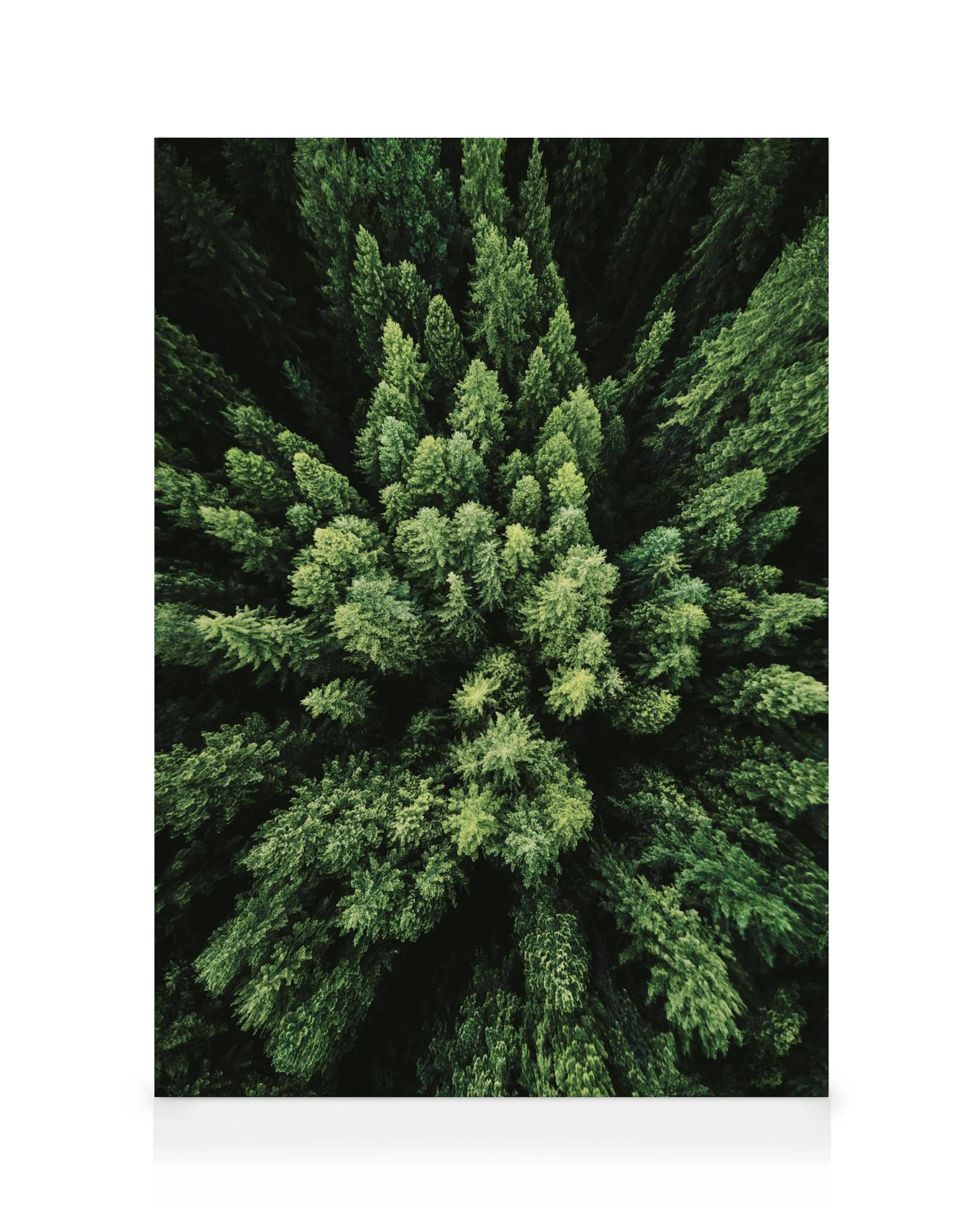 Bosque denso de pinos verdes visto desde arriba, follaje vibrante, tonos oscuros y claros.