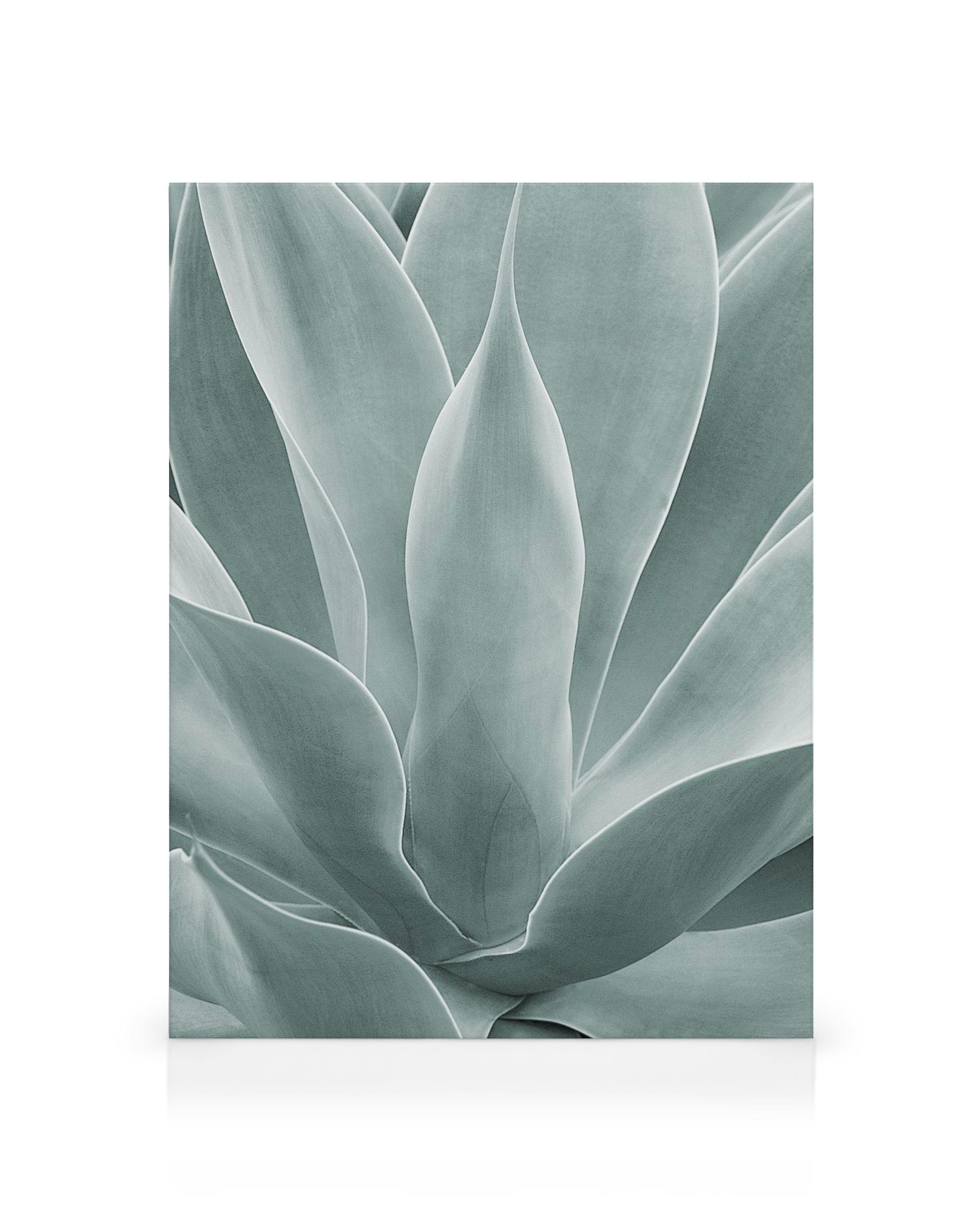 Toile de plante dagave vert clair, feuilles pointues superposées sur fond blanc, art nature, décoration murale