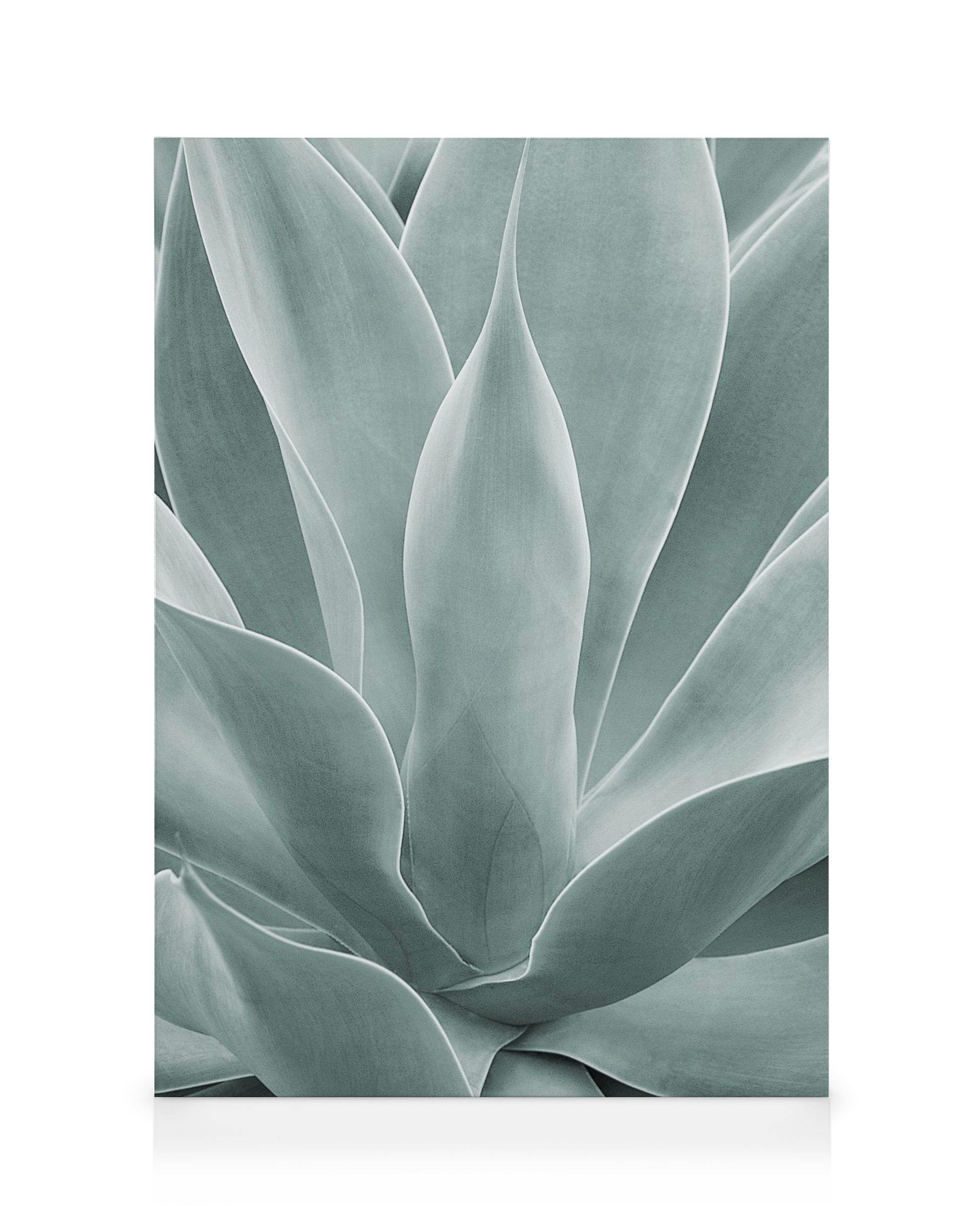 Canvas Prints Agave Leaves No1 Canvas print (30x40 cm - Black Frame)