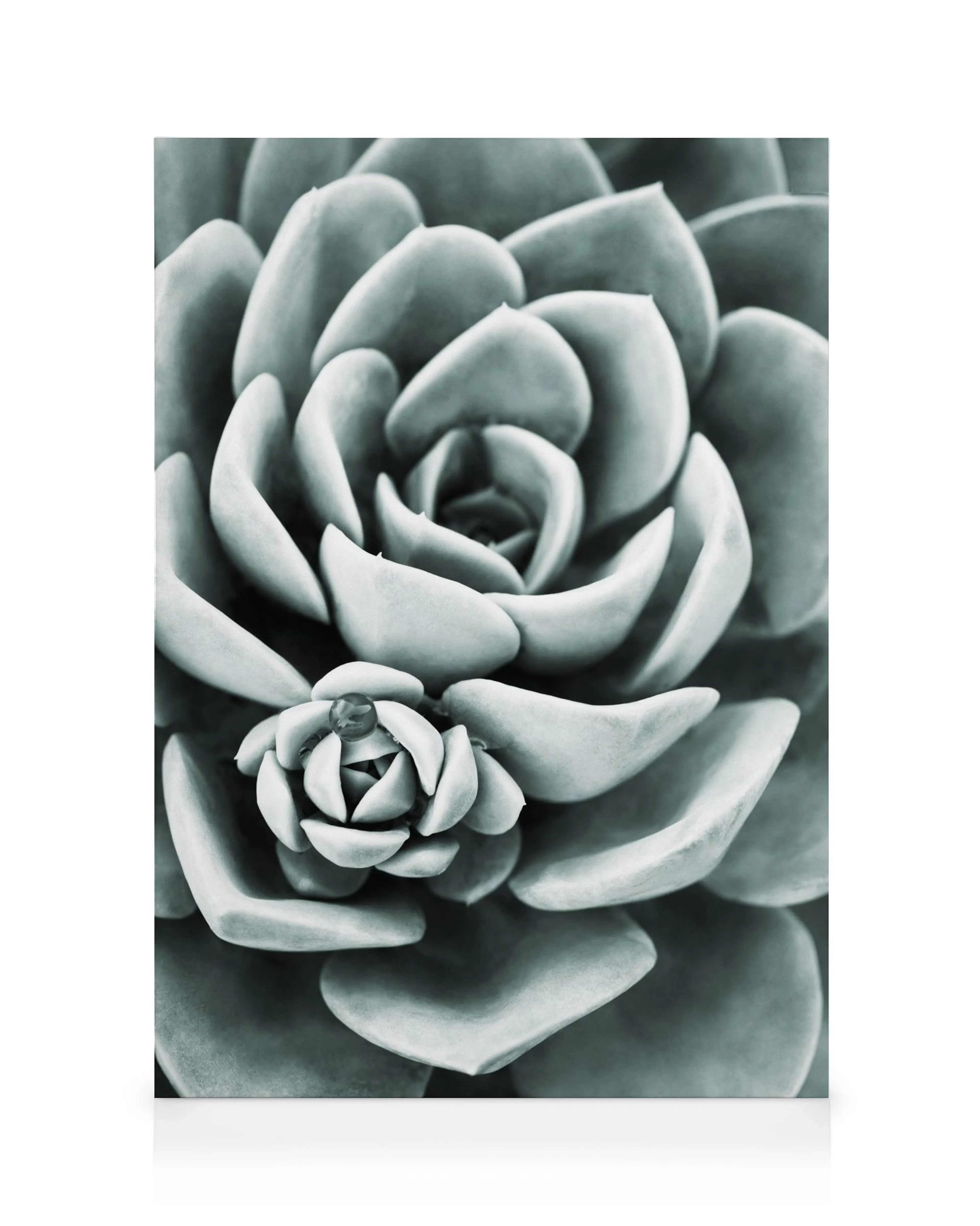Mint green succulent canvas print, a black and white botanical art piece with detailed rosette patterns.