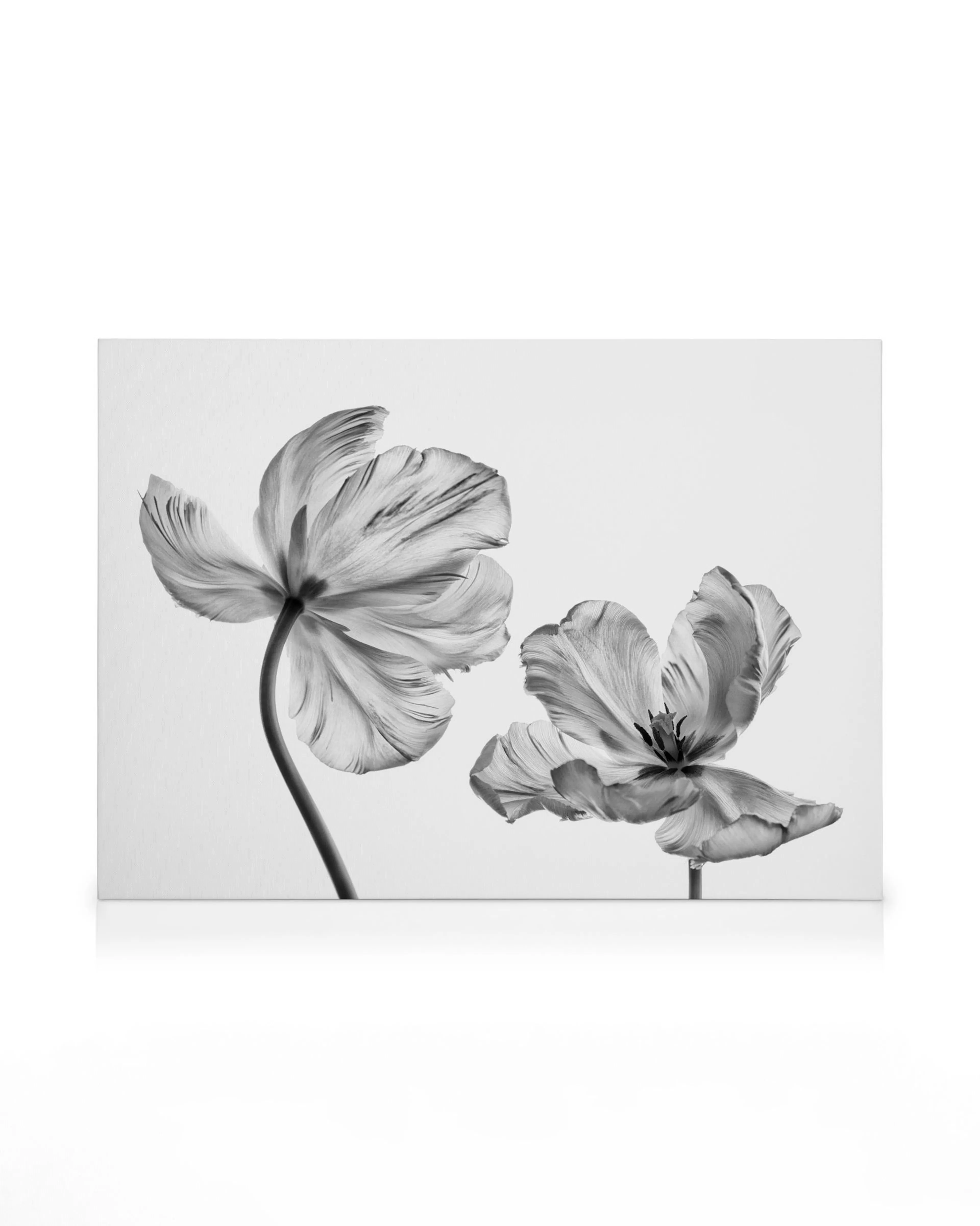 Schwarz-Weiß-Leinwandbild mit zwei zarten Tulpen auf dünnen Stielen, die vor einem weißen Hintergrund stehen.